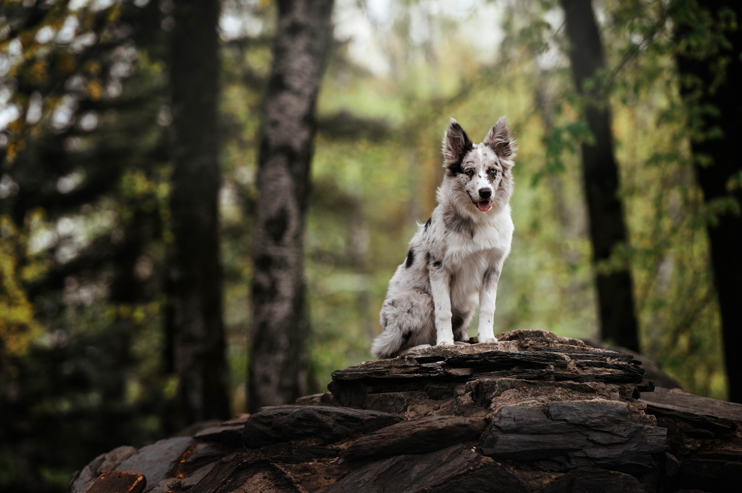Вольт. Фотограф-анималист