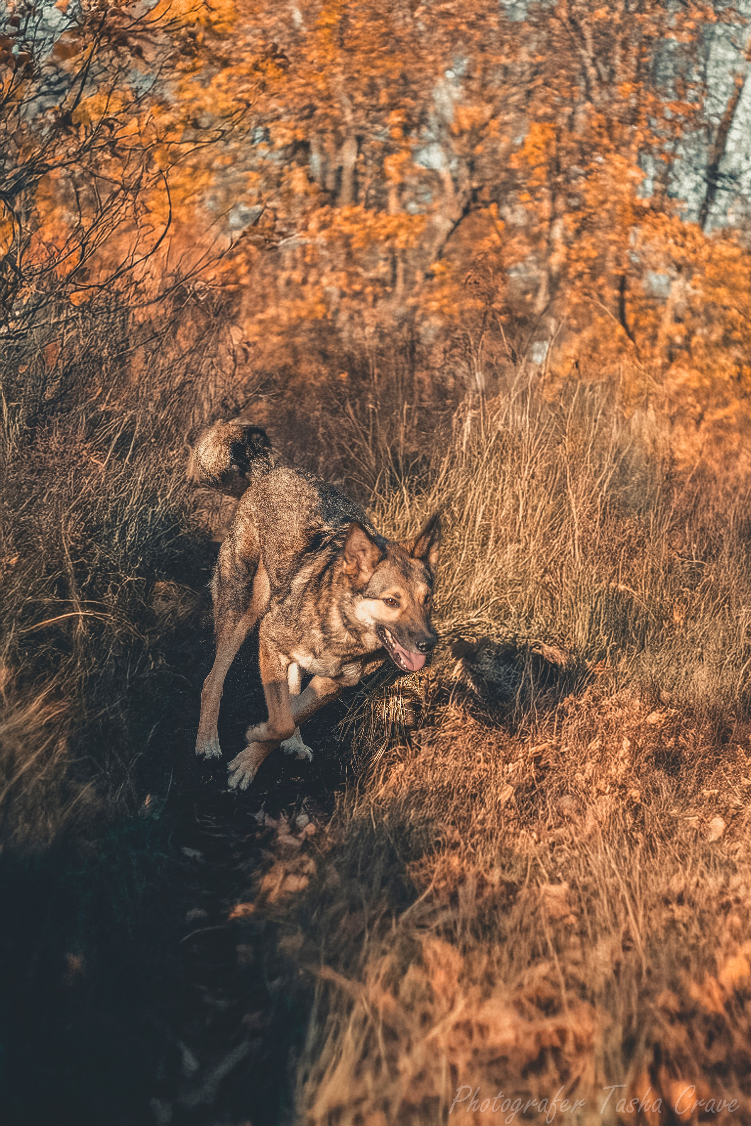 Приют для собак. Фотограф анималист в Санкт-Петербурге Таша Крейв