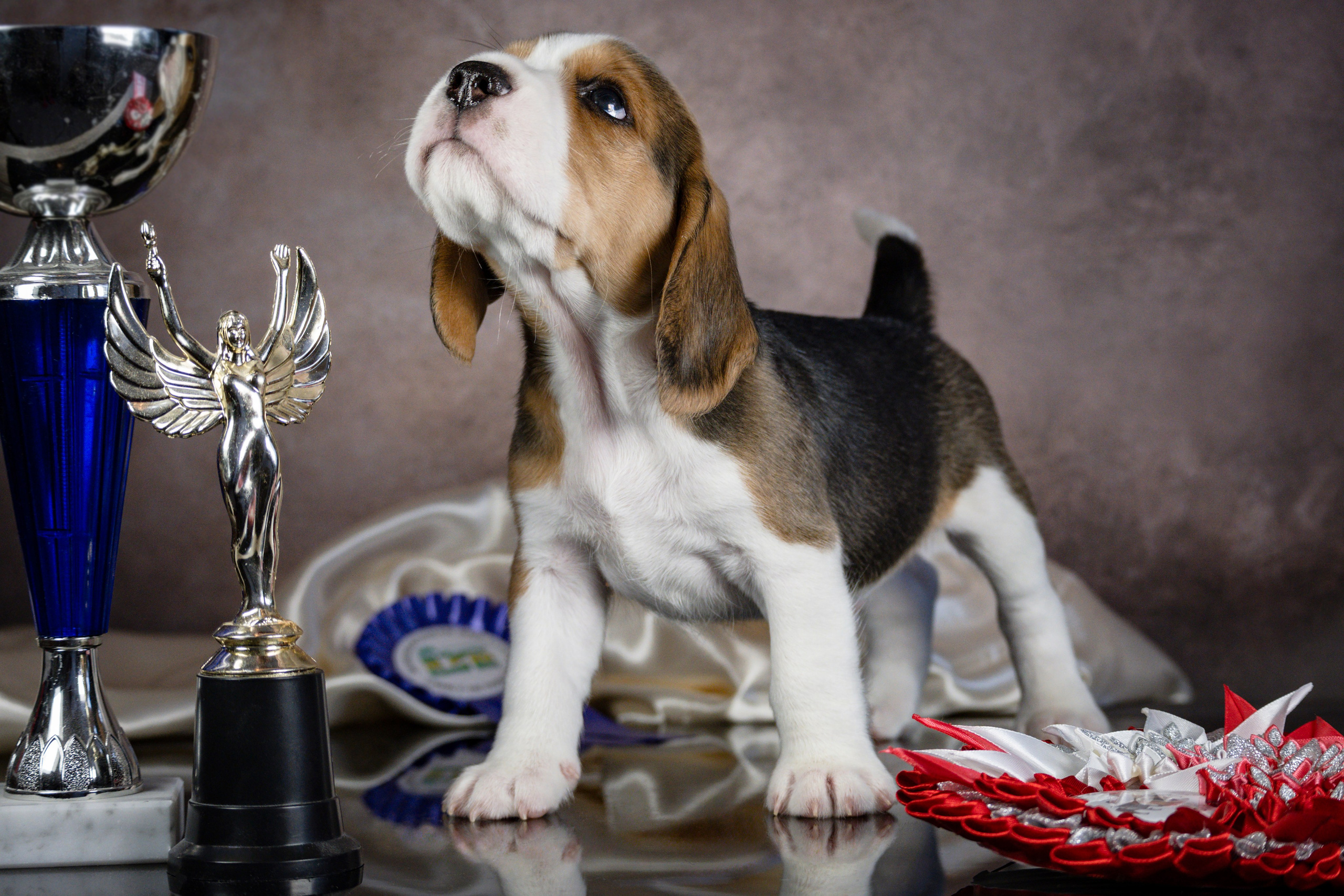 Фотосессия щенков бигля. Фотограф анималист в Санкт-Петербурге Таша Крейв