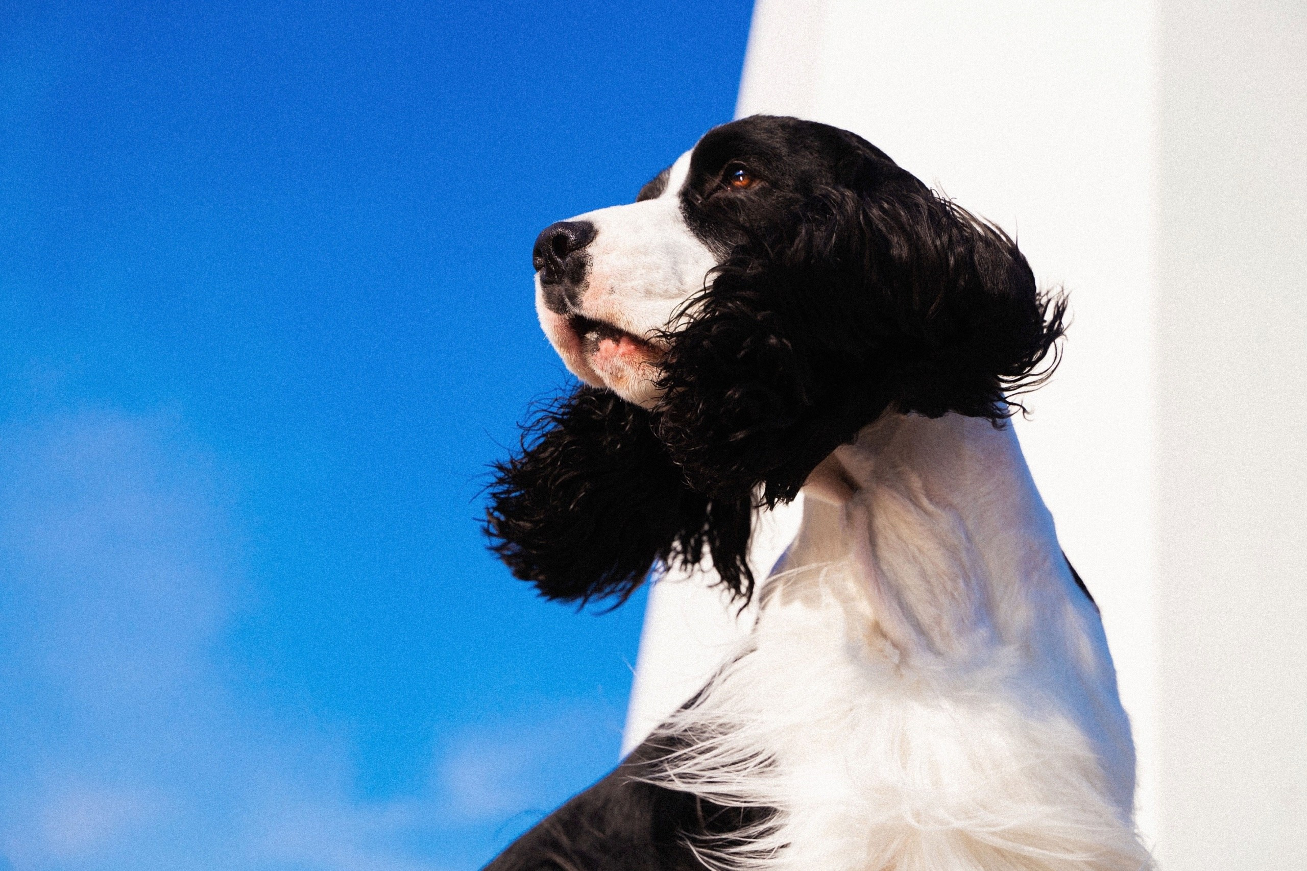 Фотограф-анималист в Красноярске Бец Юлия