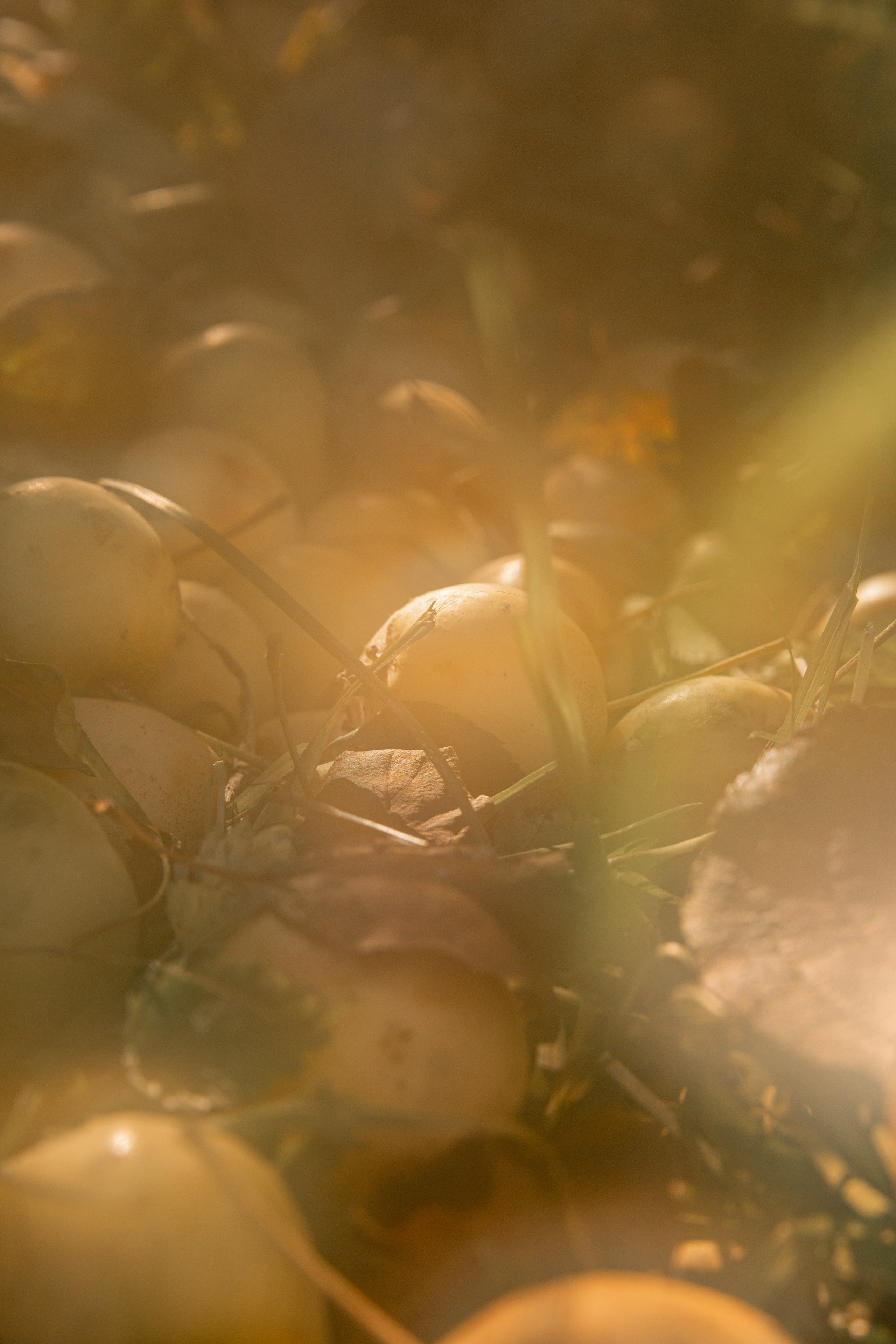 Пища для глаз. Ваш фотограф Северск | Томск