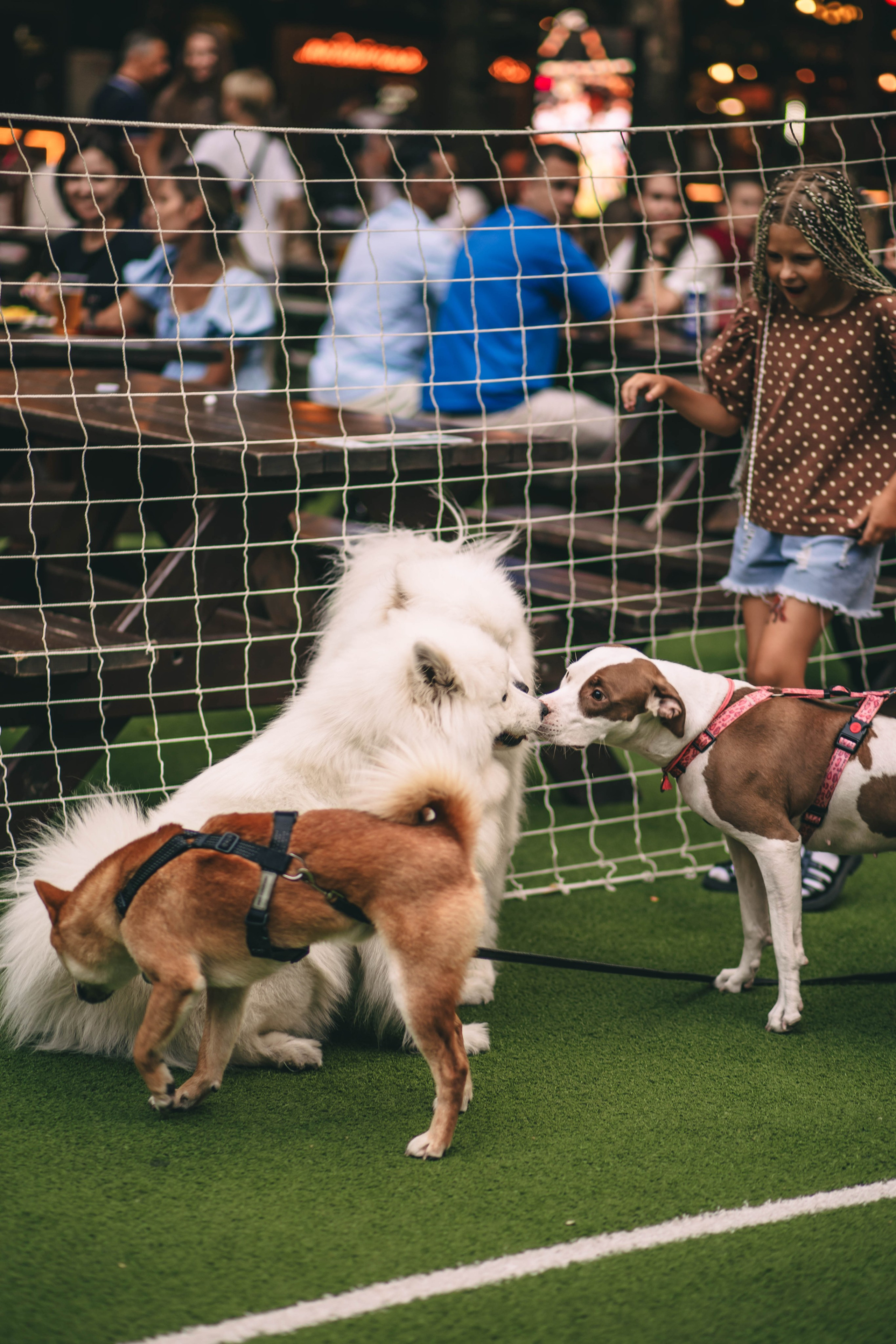 Pet-Party + Live-music |Парк Культуры. Фотограф в Ставрополе Алина Клочкова