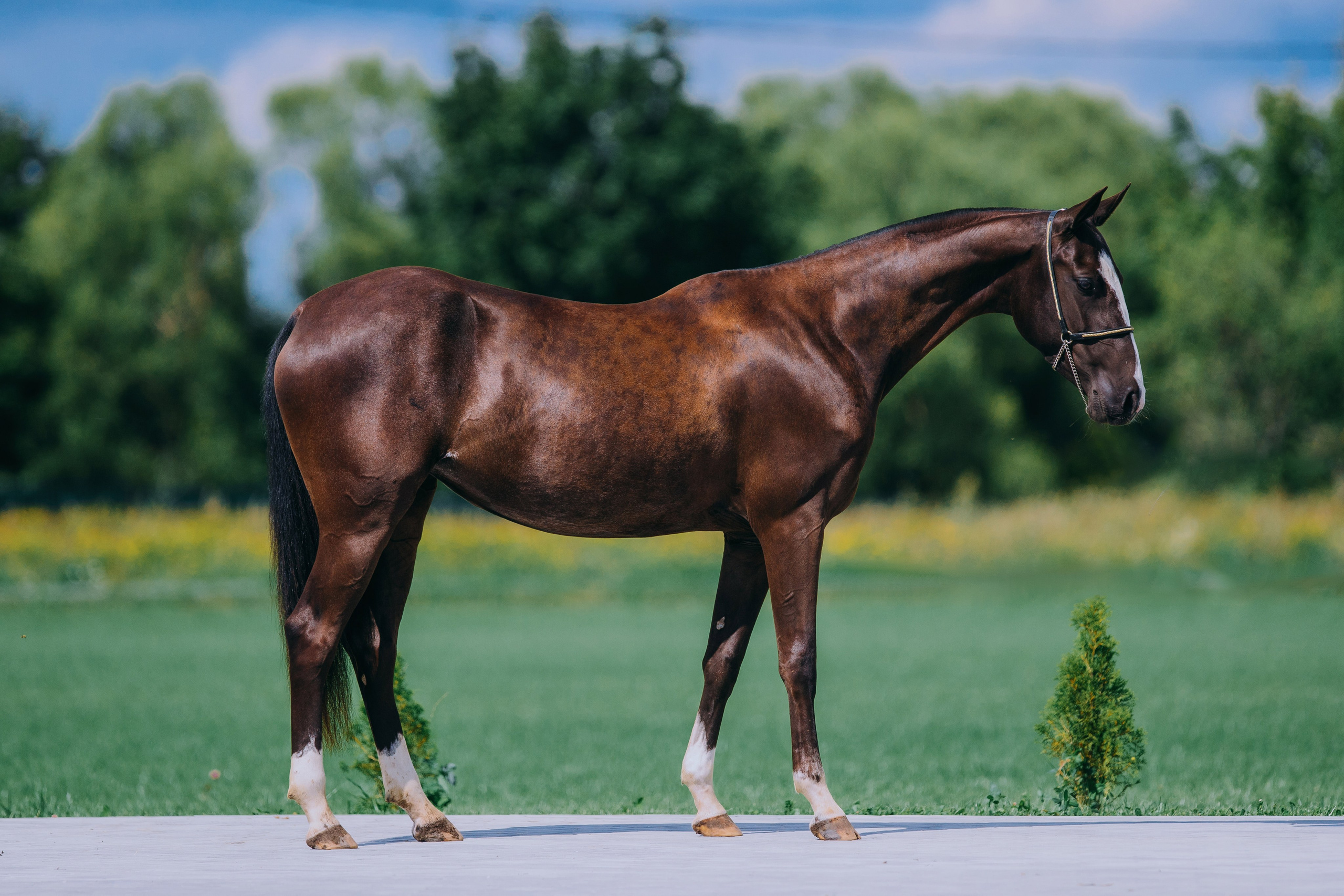 Экстерьеры. Фотограф-анималист Ксендзова Кристина