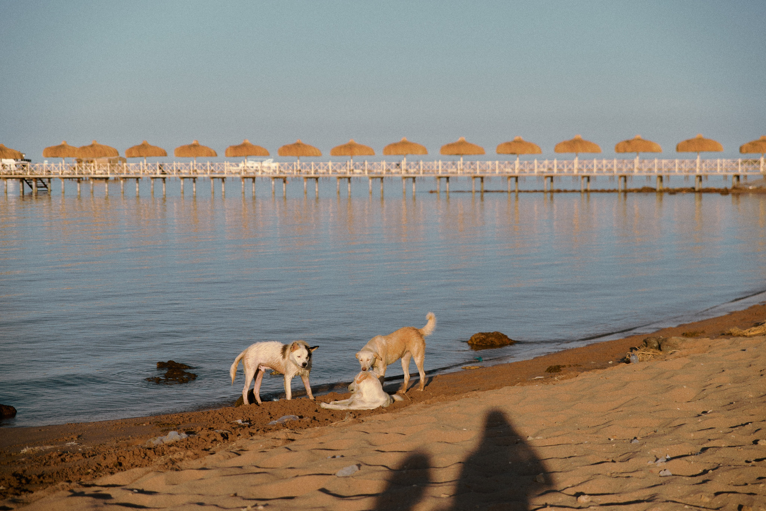 Улица горизонтальная. Jorgis — фотограф в Хургаде / обучение фотографии