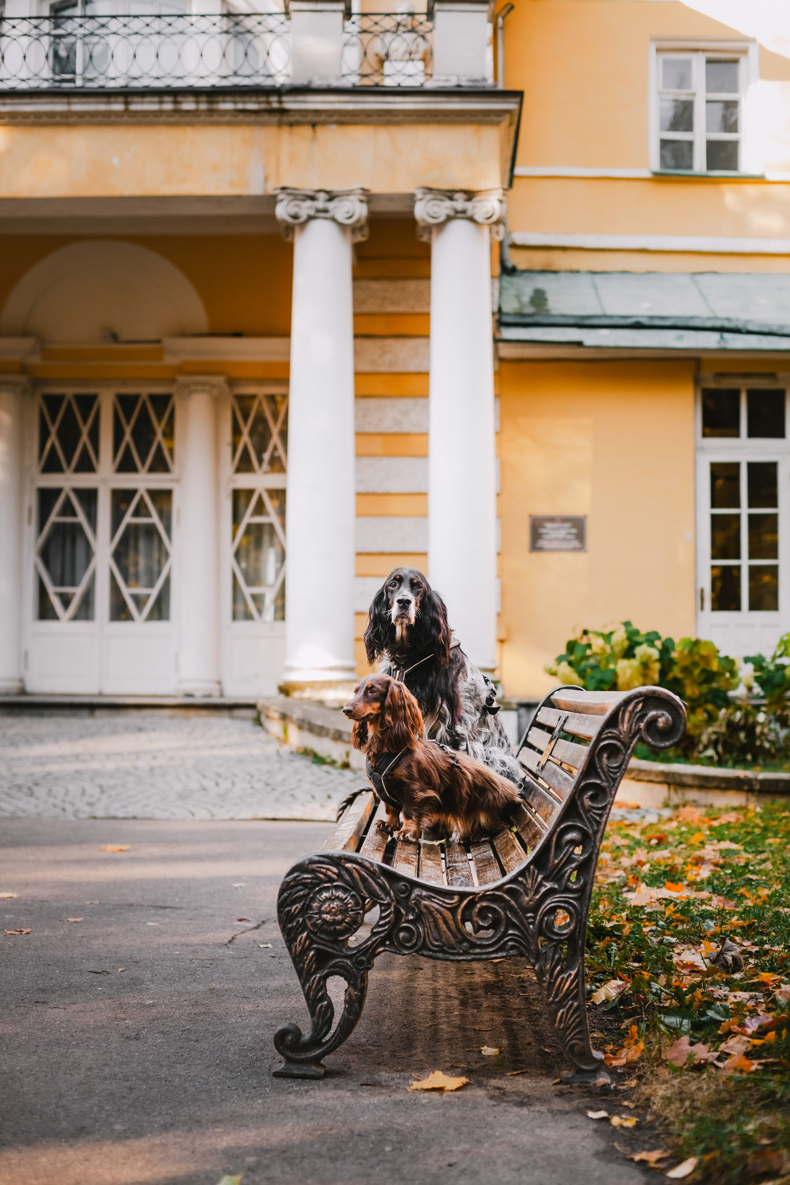 Света, Хайди, Богдана. Фотограф-анималист Татьяна Степанова