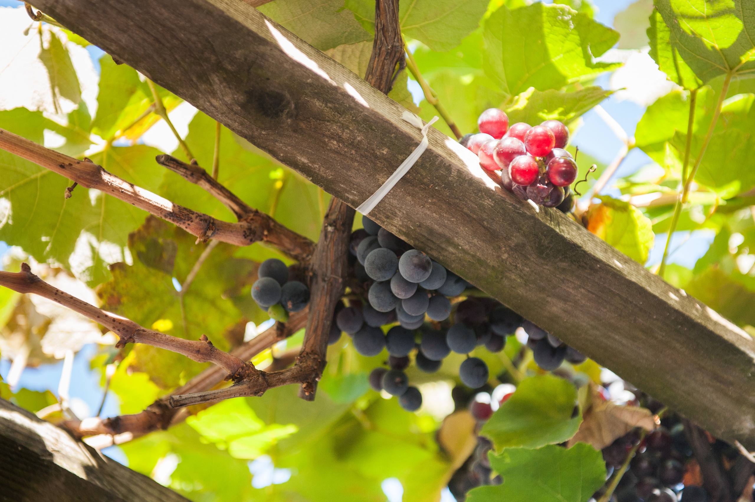 Фестиваль «Возраст Счастья» 2015. День Четвертый. Семейный фотограф в Москве Елена Снегирева