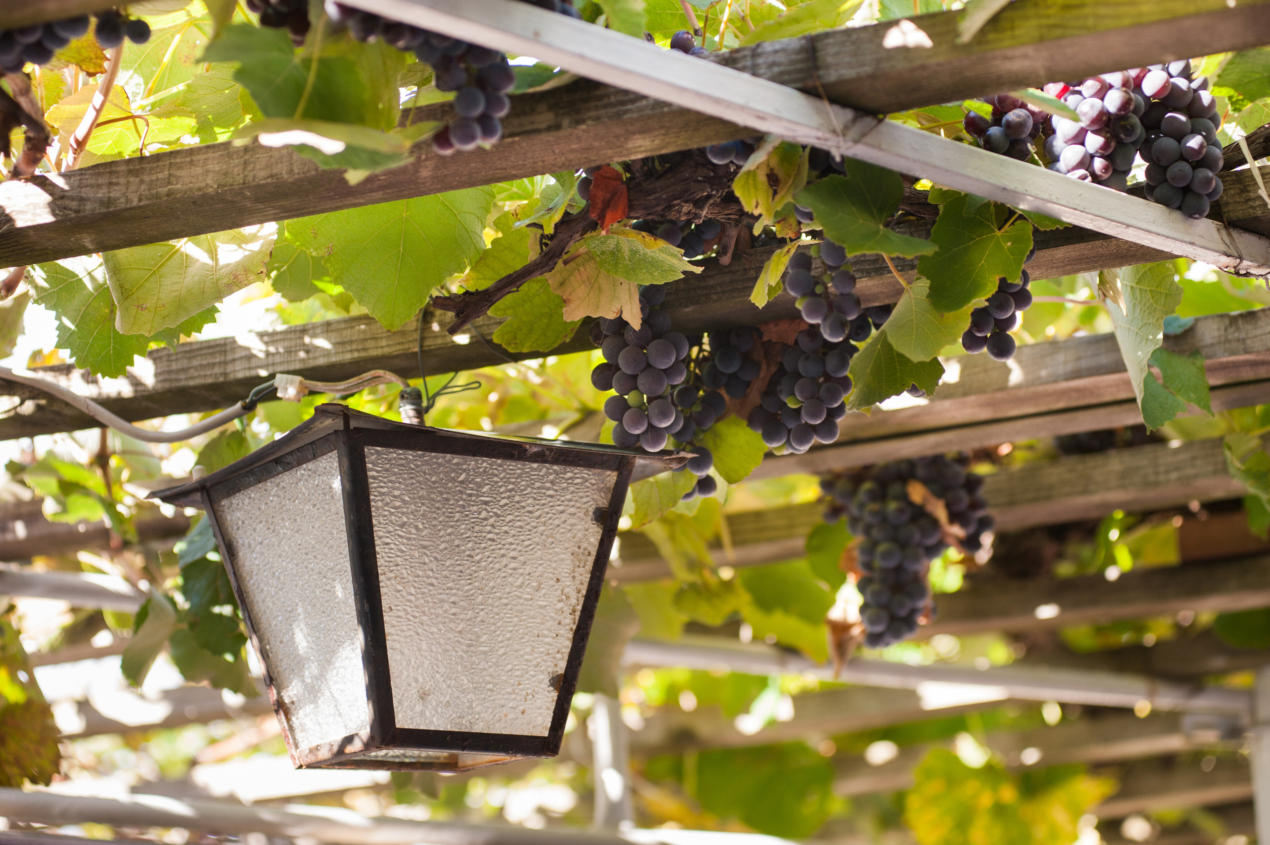 Фестиваль «Возраст Счастья» 2015. День Четвертый. Семейный фотограф в Москве Елена Снегирева