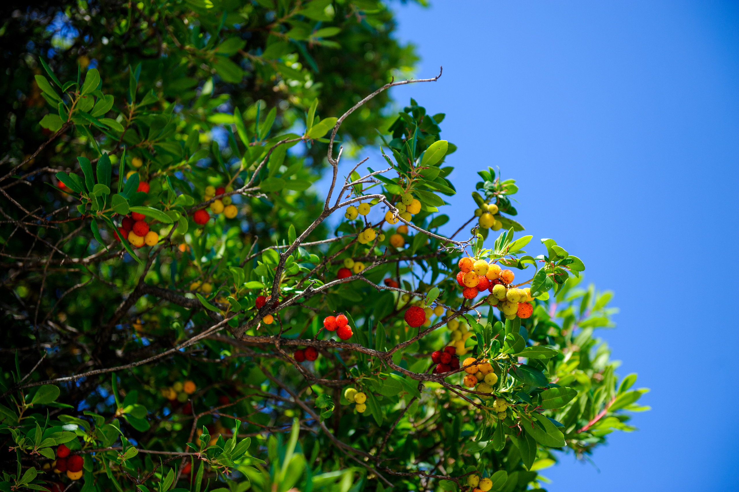 Фестиваль «Возраст Счастья» 2015. День Девятый. Семейный фотограф в Москве Елена Снегирева