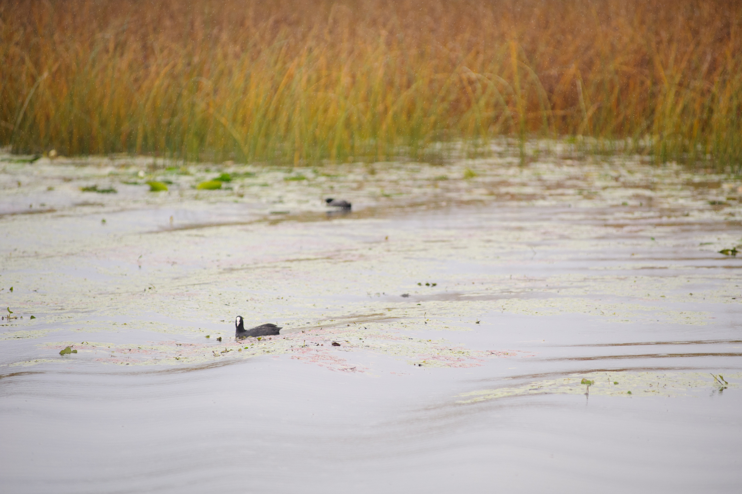 Фестиваль «Возраст Счастья» 2015. День Седьмой. Семейный фотограф в Москве Елена Снегирева
