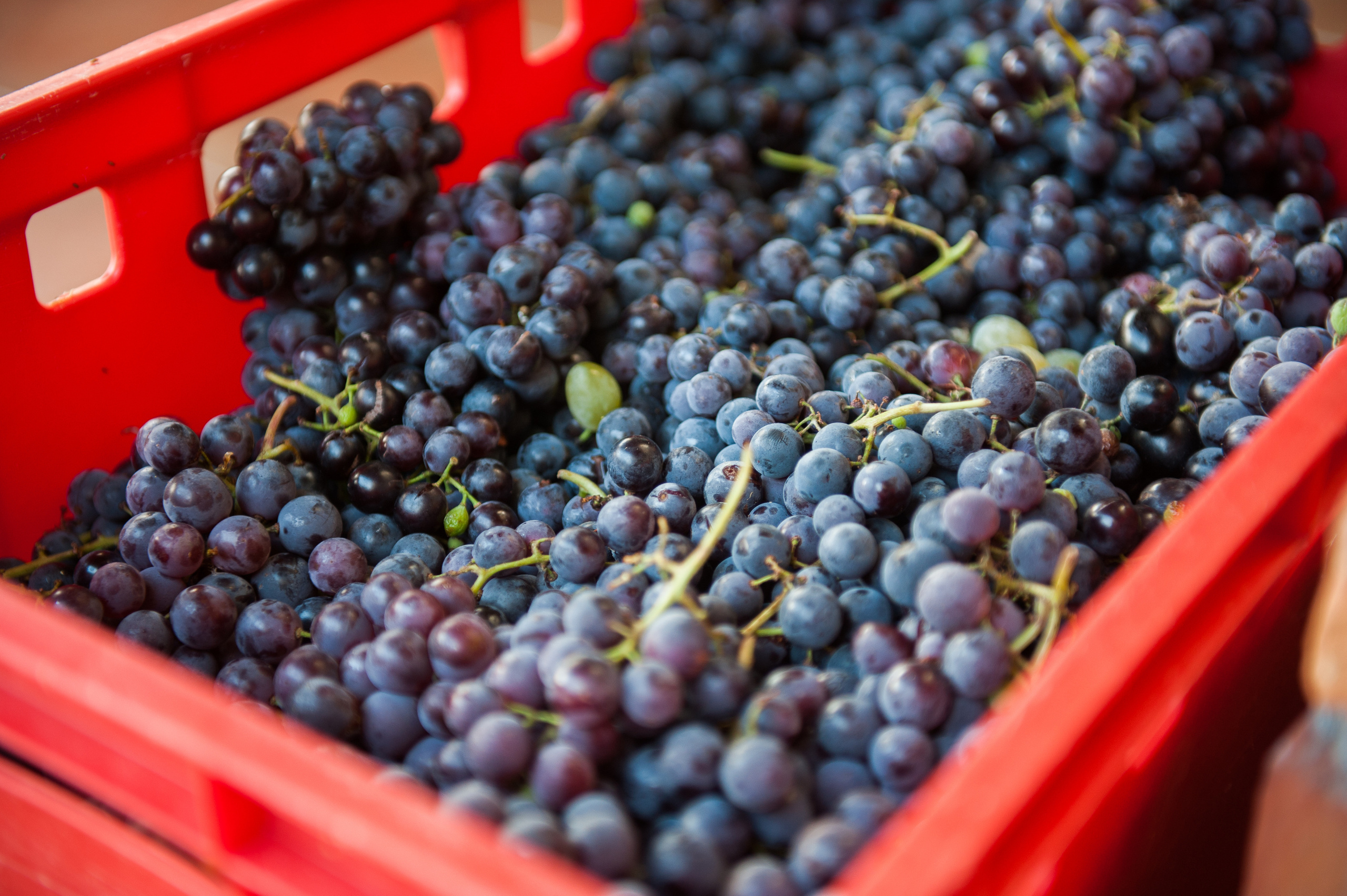 Фестиваль «Возраст Счастья» 2015. День Четвертый. Семейный фотограф в Москве Елена Снегирева