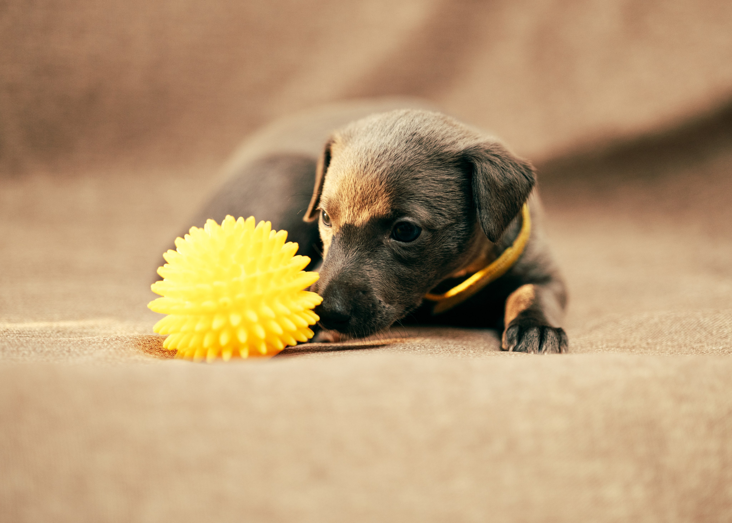 Щенки. Анна Самохина. Фотограф. Москва
