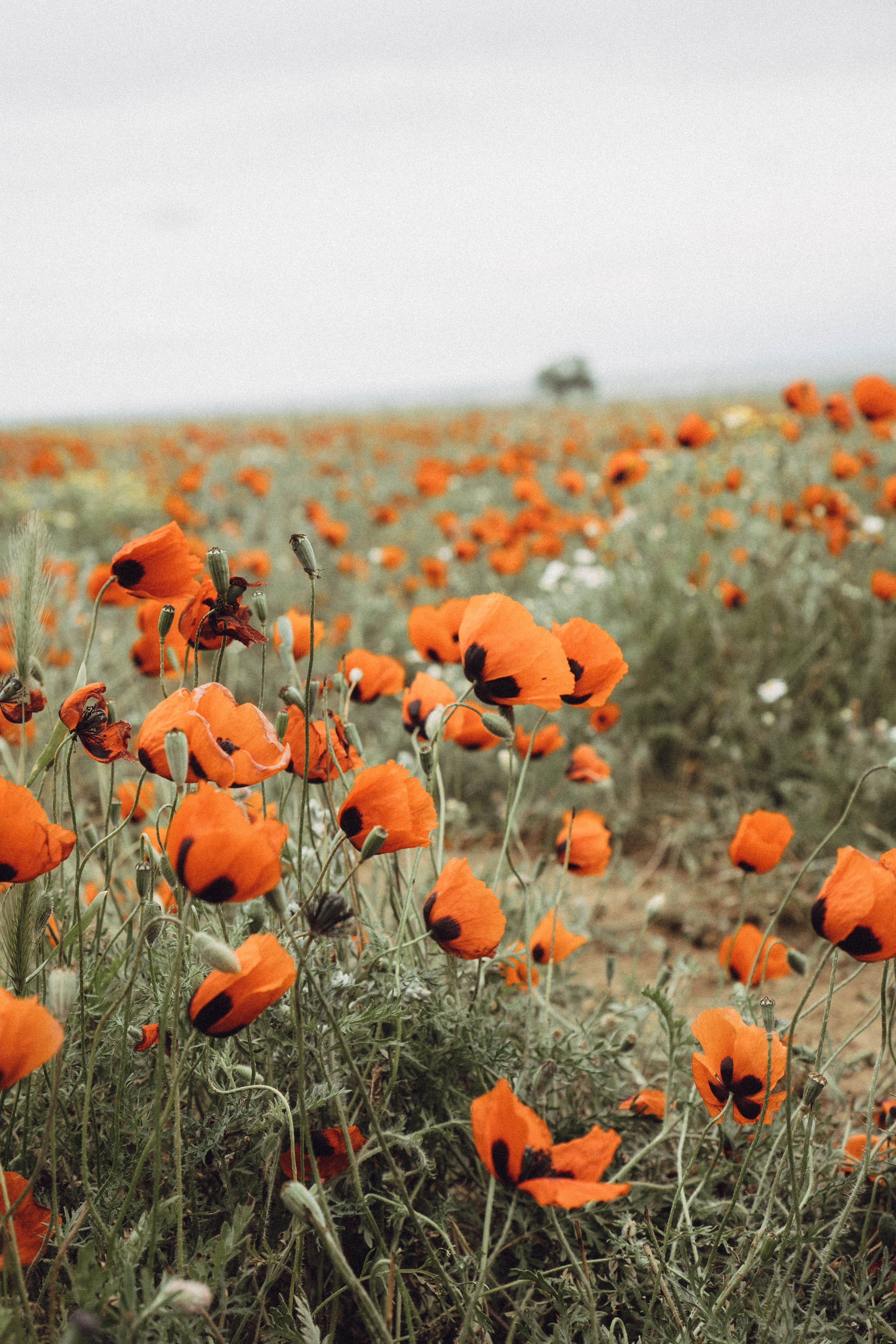 Кавказ. Профессиональный фотограф, Санкт-Петербург — Виктория Богомолова