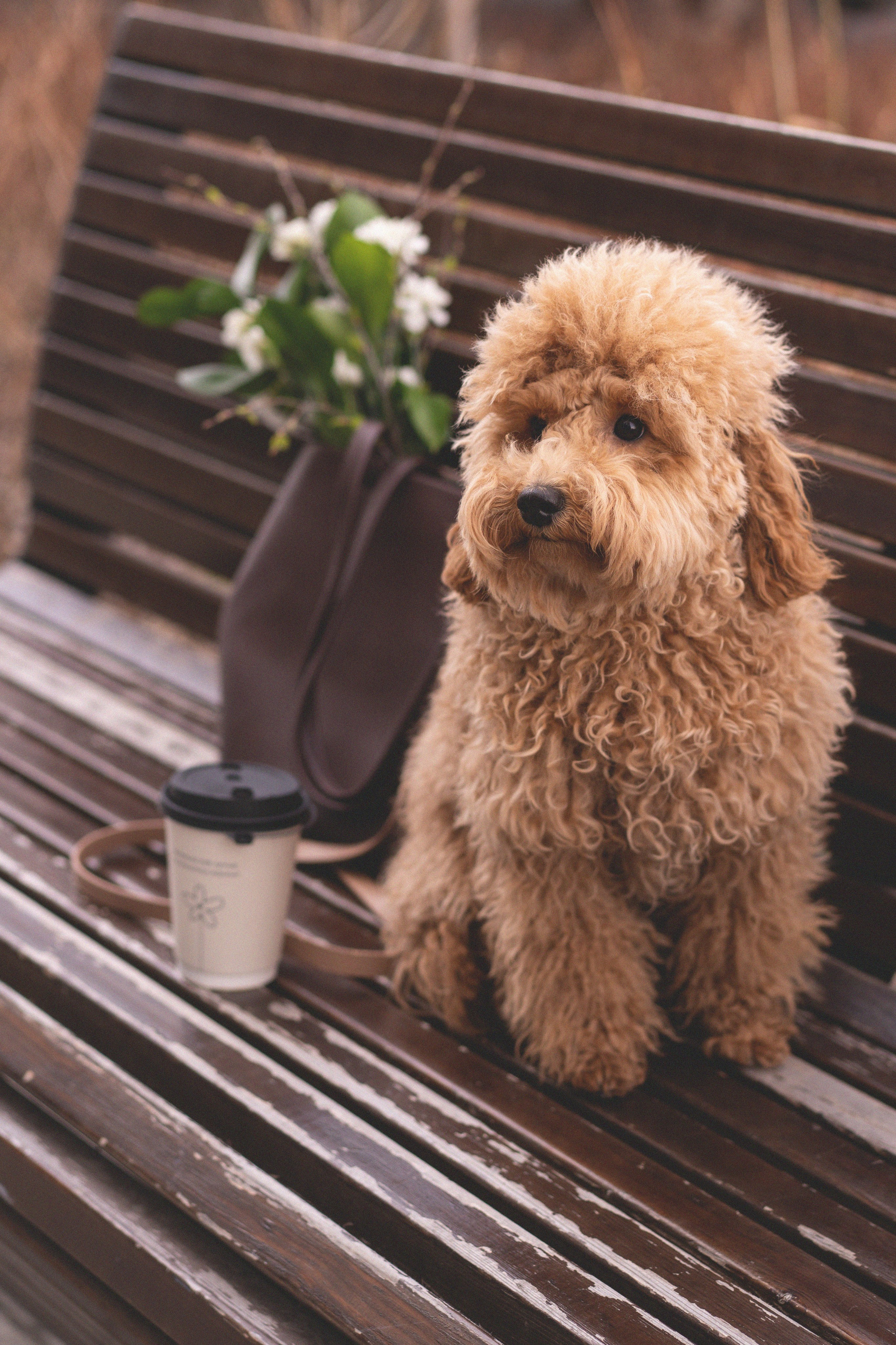 Лена и Молли. Фотограф Лютикова Ирина, Тюмень, Москва