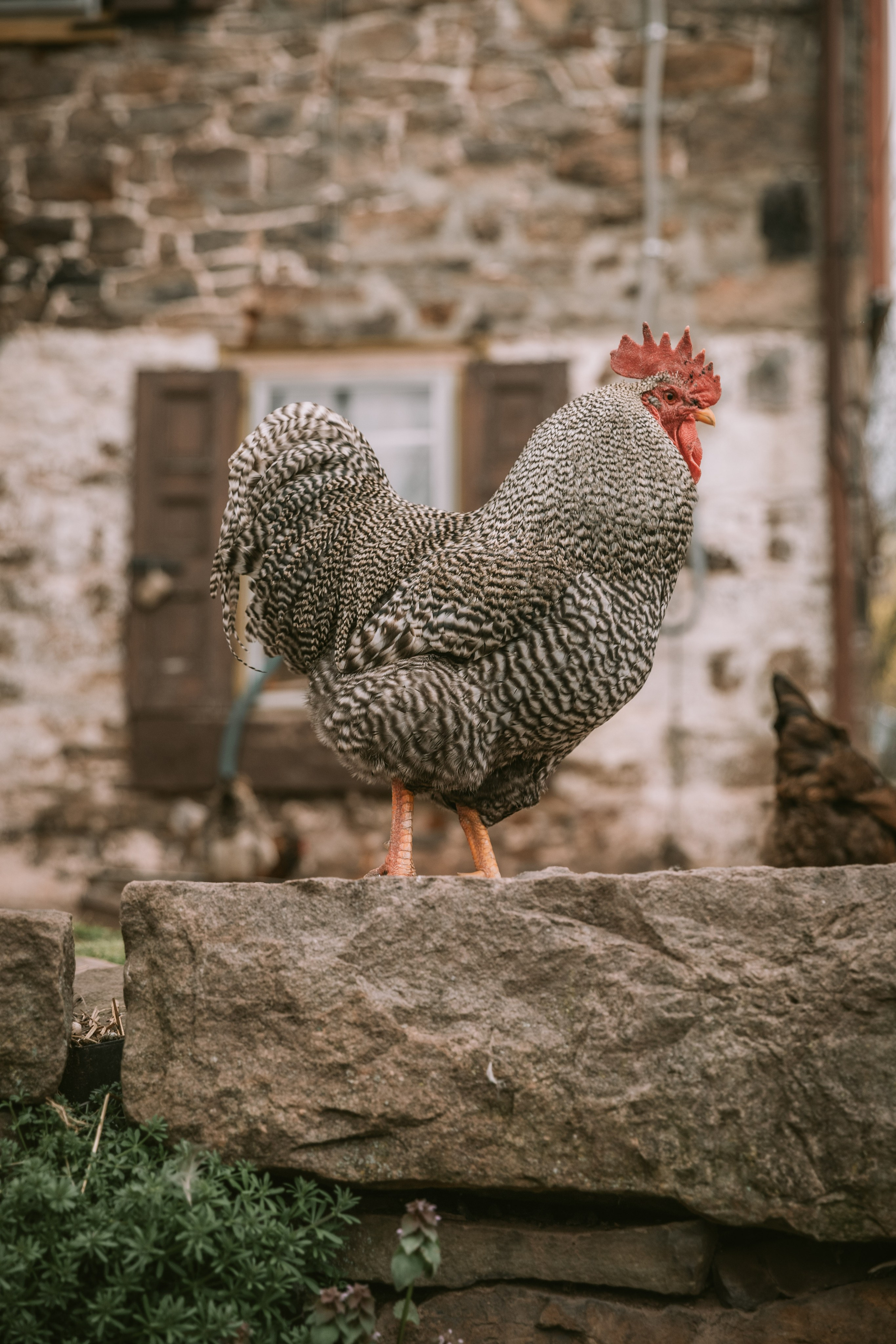 Session at the client’s home. Family photographer in Eastern Pennsylvania, Inna Nairn