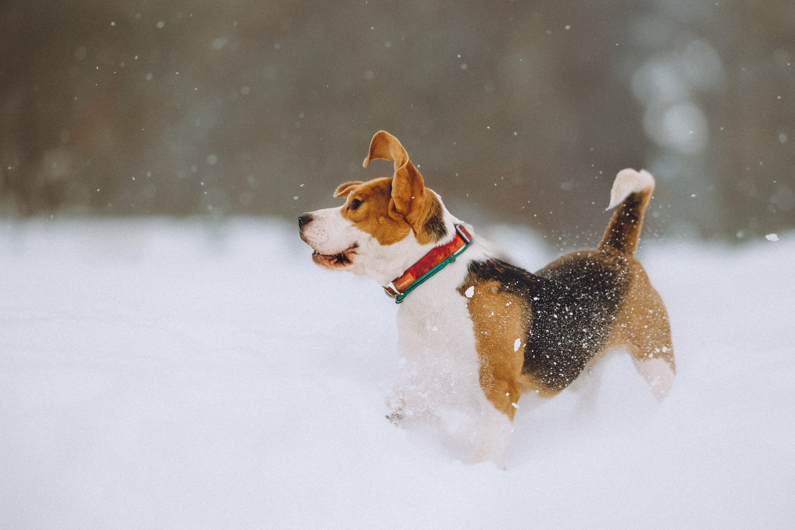 Роман, Портер и Коррес