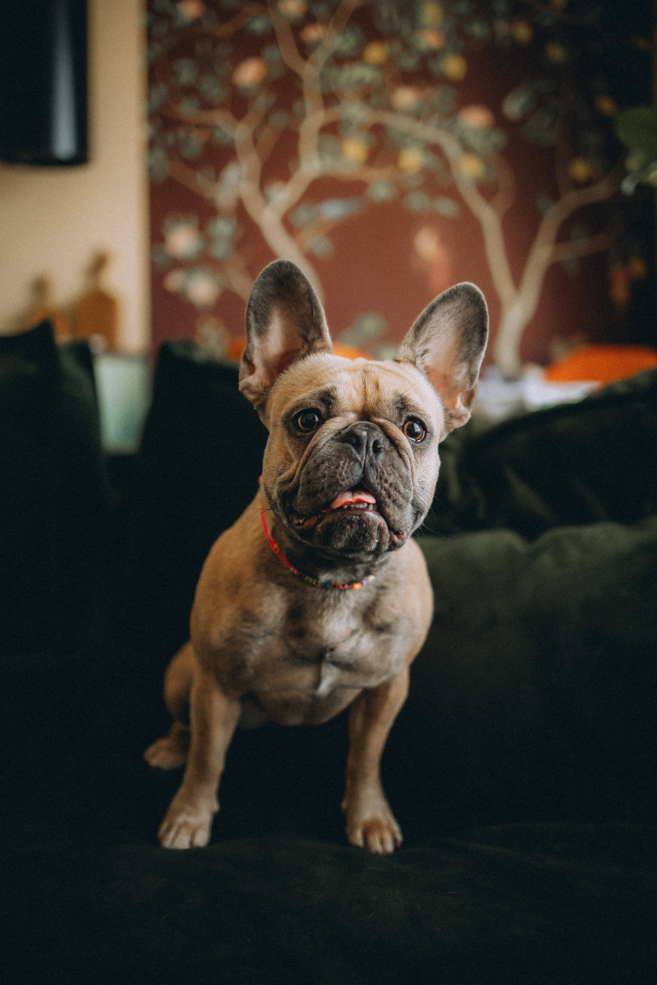 Юля, Мия и Зек