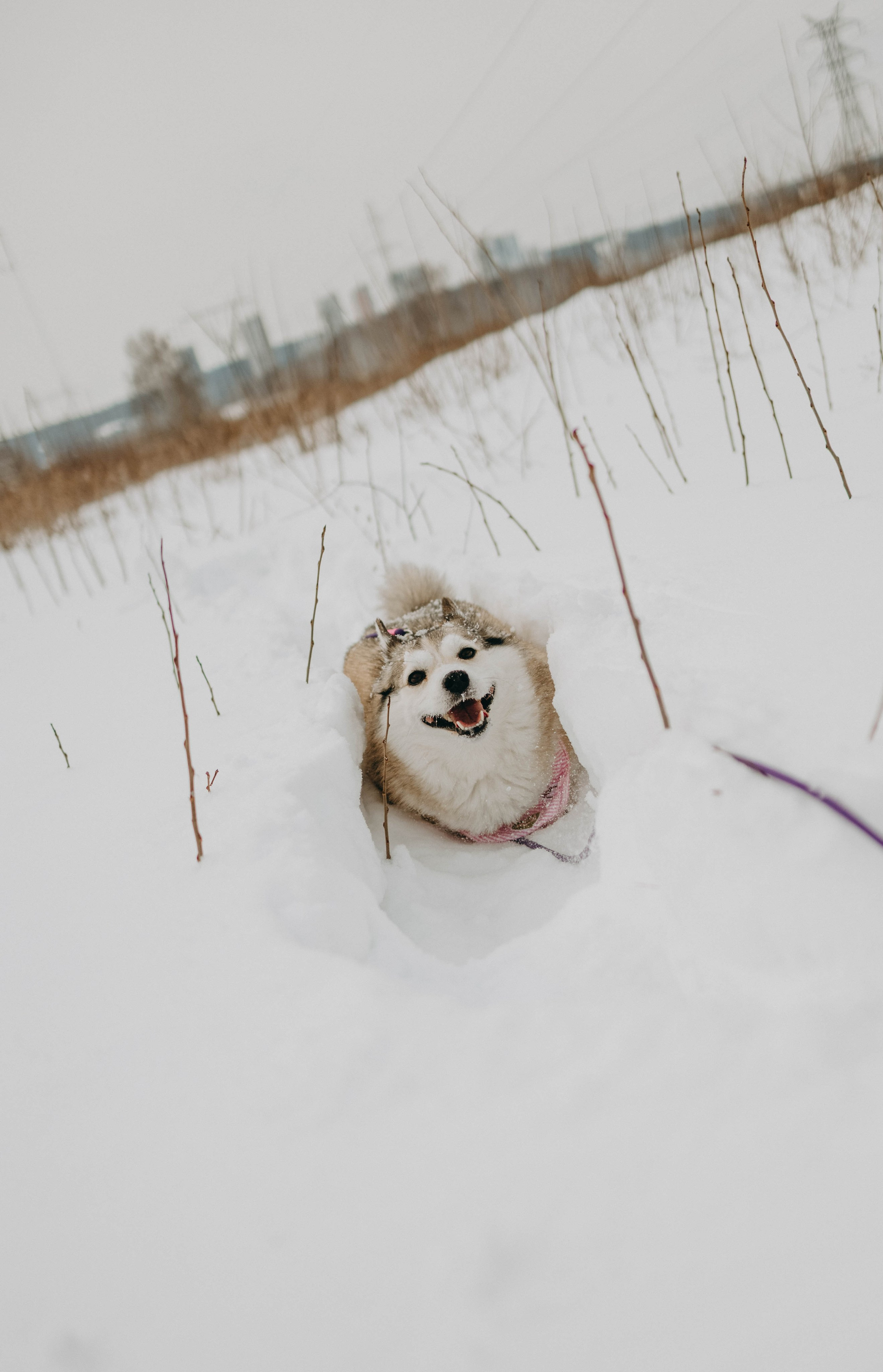 Варвара и Шелби. Фотограф-анималист в Екатеринбурге | Кристина