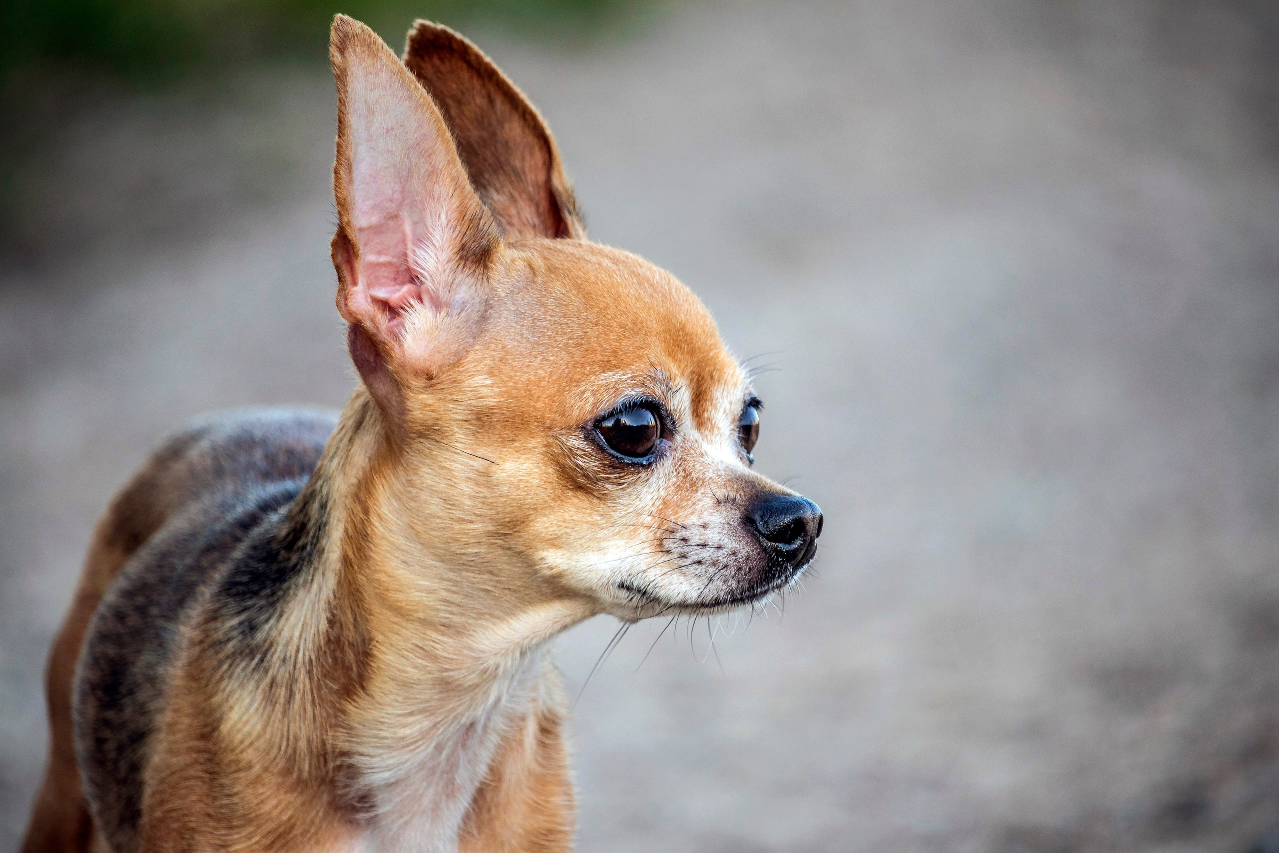 Собаки. Фотограф в Вязьме
