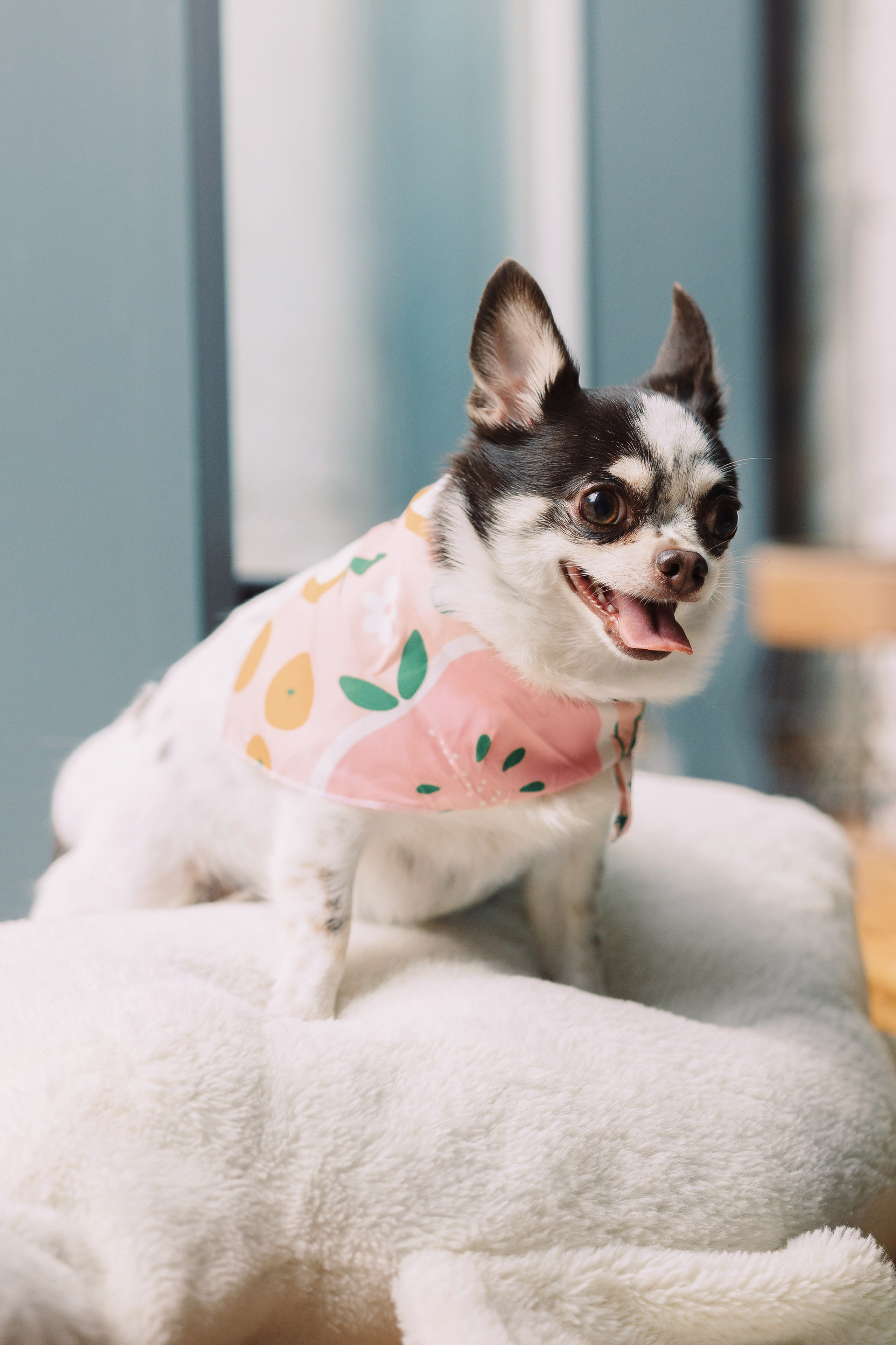 Магазин Friend of mine. Фотограф-анималист Елена Радченко, Москва