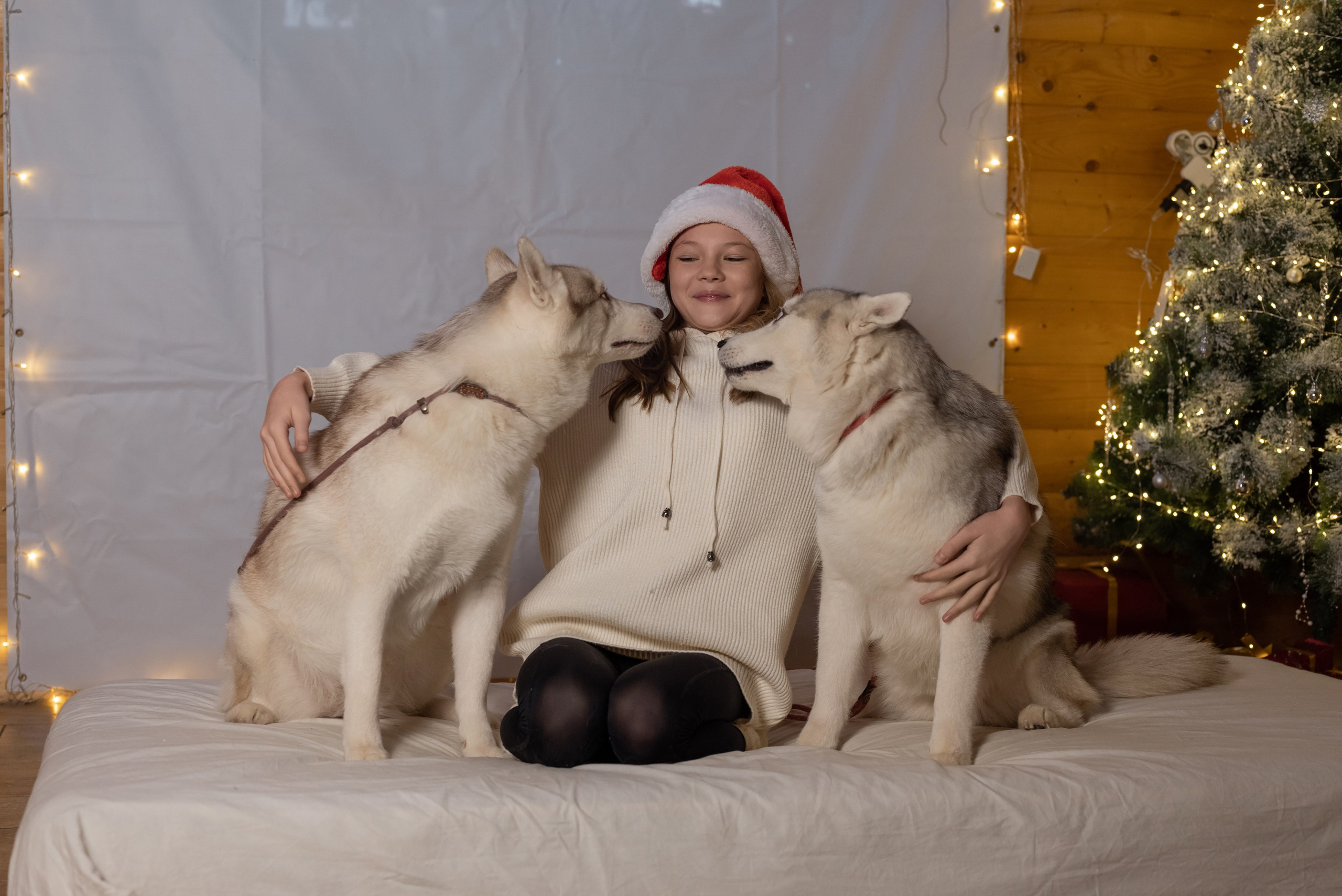 Фотопроект с хаски в частном доме. Фотограф в городе Салават