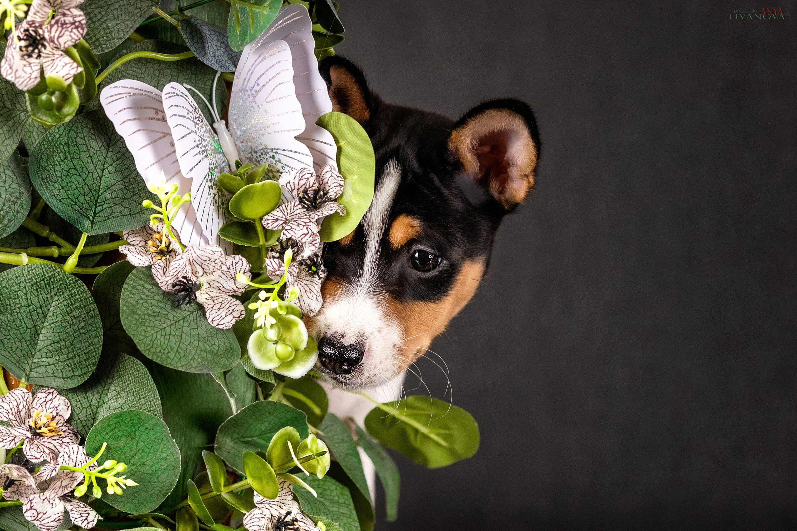 Басенджи. Фотограф анималист Аня Ливанова | Рыбинск