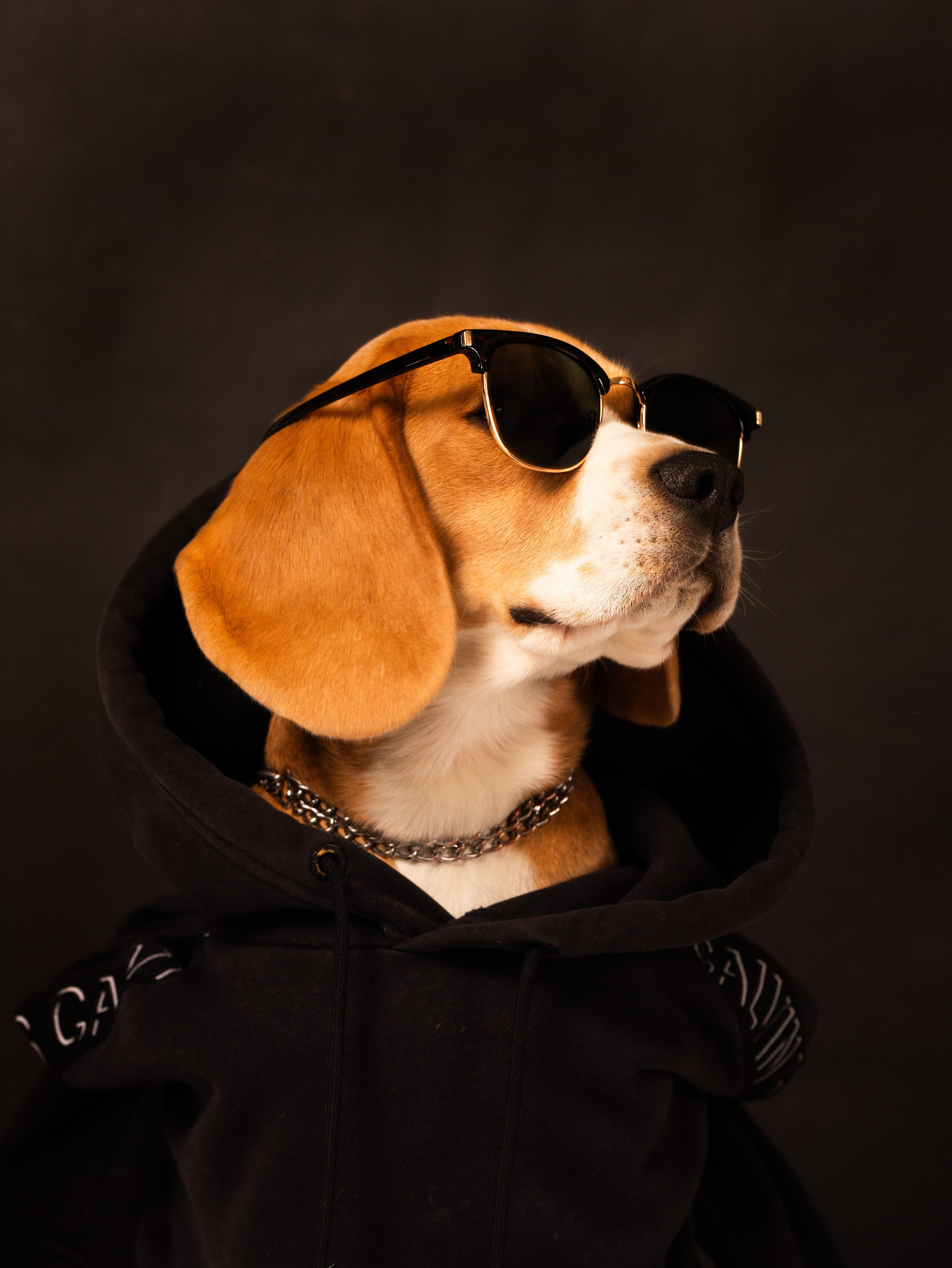 Студийные фотосъёмки. Фотограф-анималист Павлова Любовь