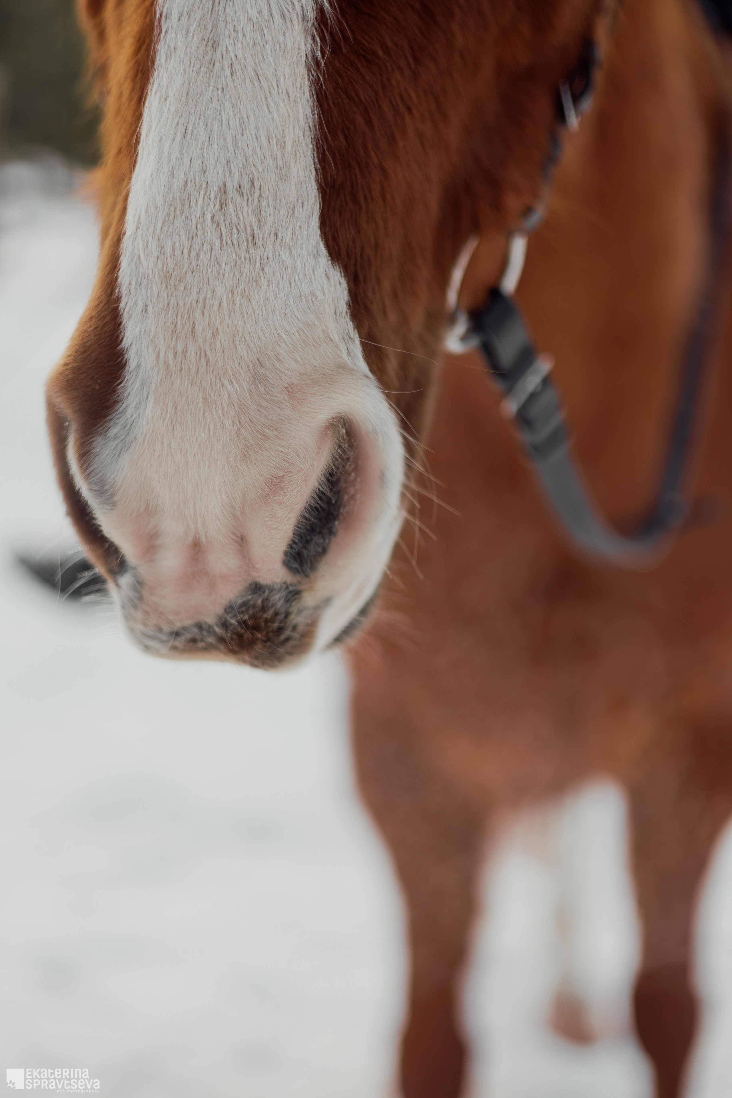 Среди грив и копыт. Фотограф Анималист Екатерина Справцева в Нижнем Новгороде