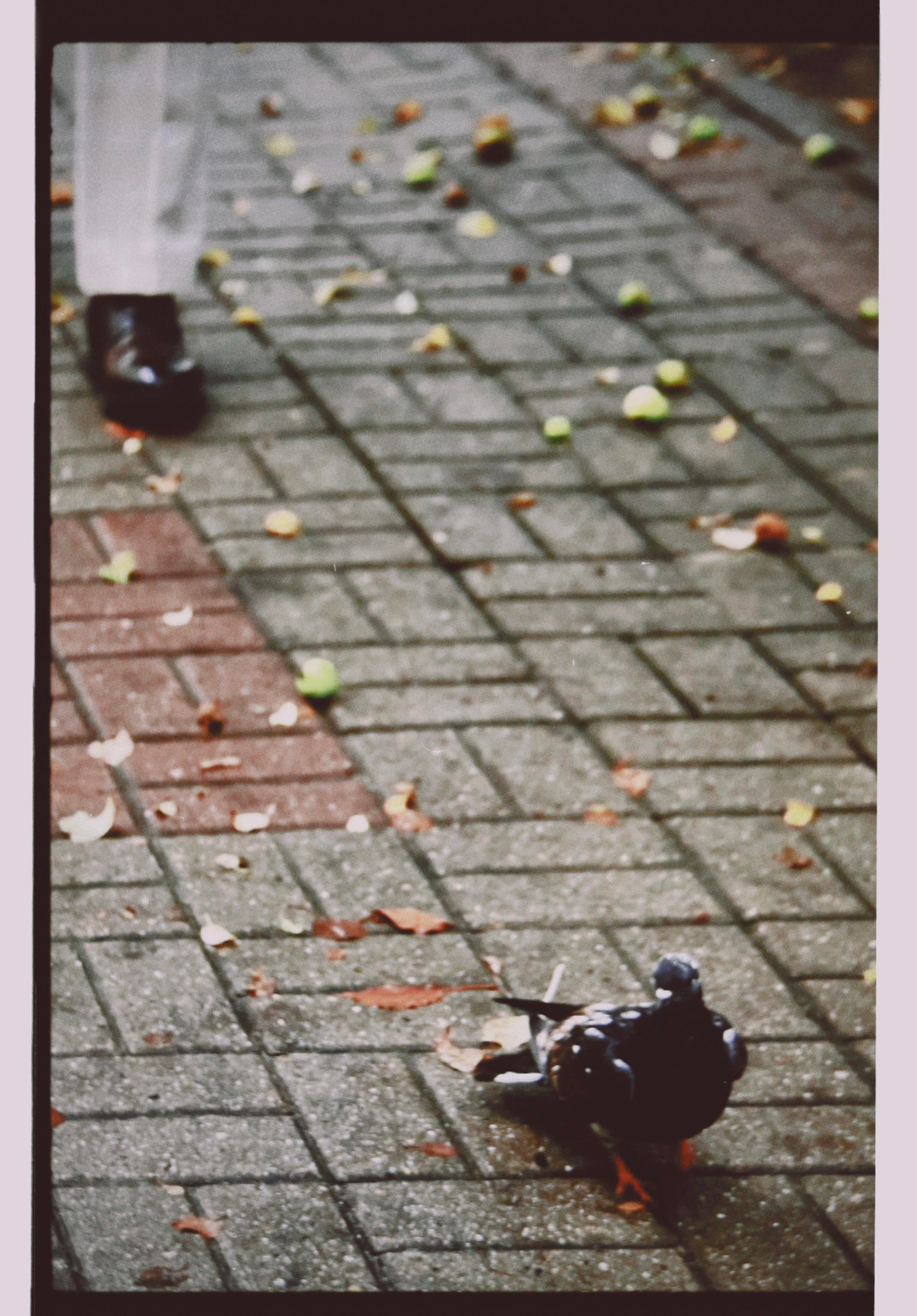 Пленочный Анонс Wedding day Игорь и Алена. Свадебный фотограф Колесников Антон