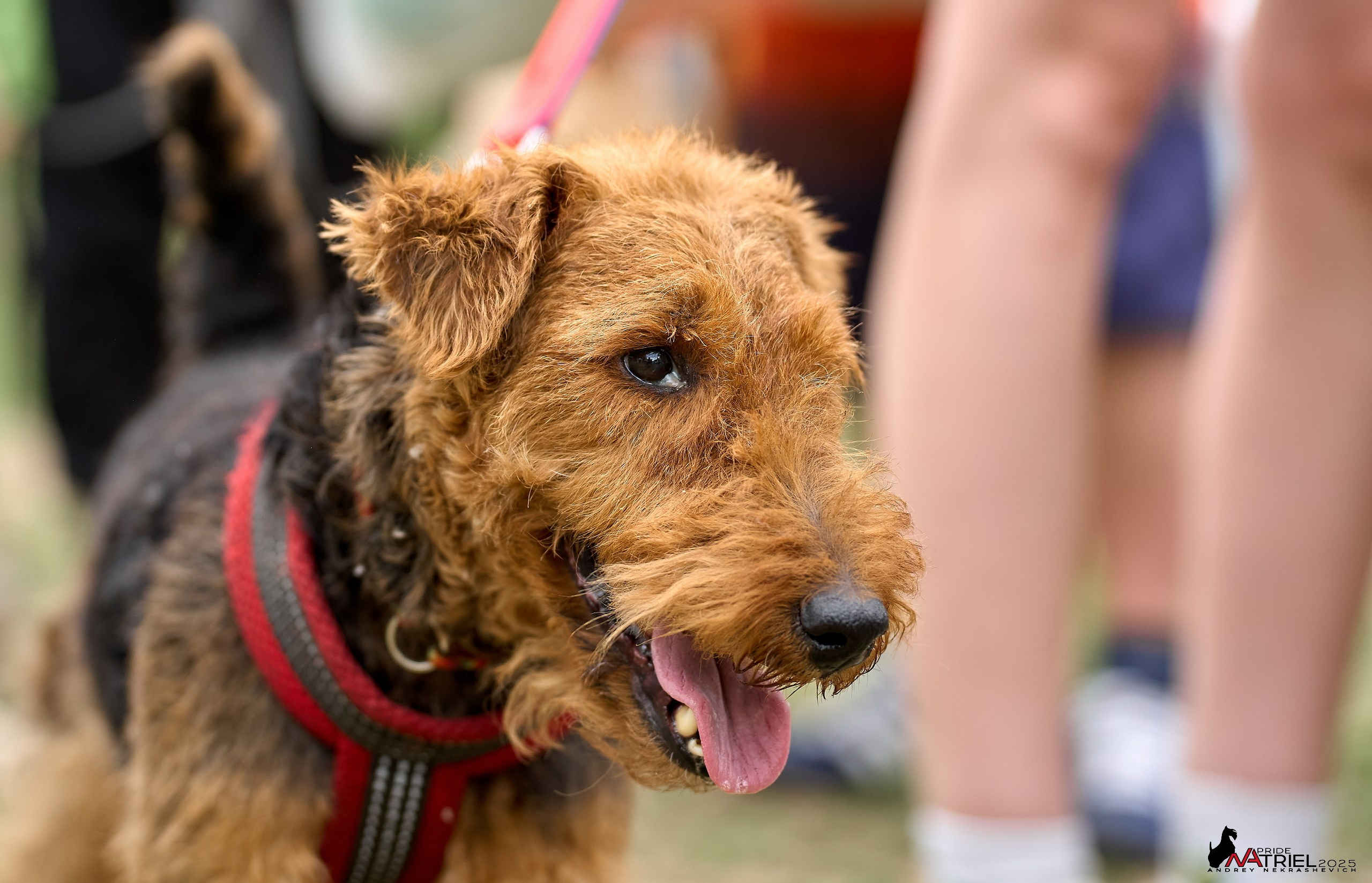 Russian Extreme Dog Trail — 2025