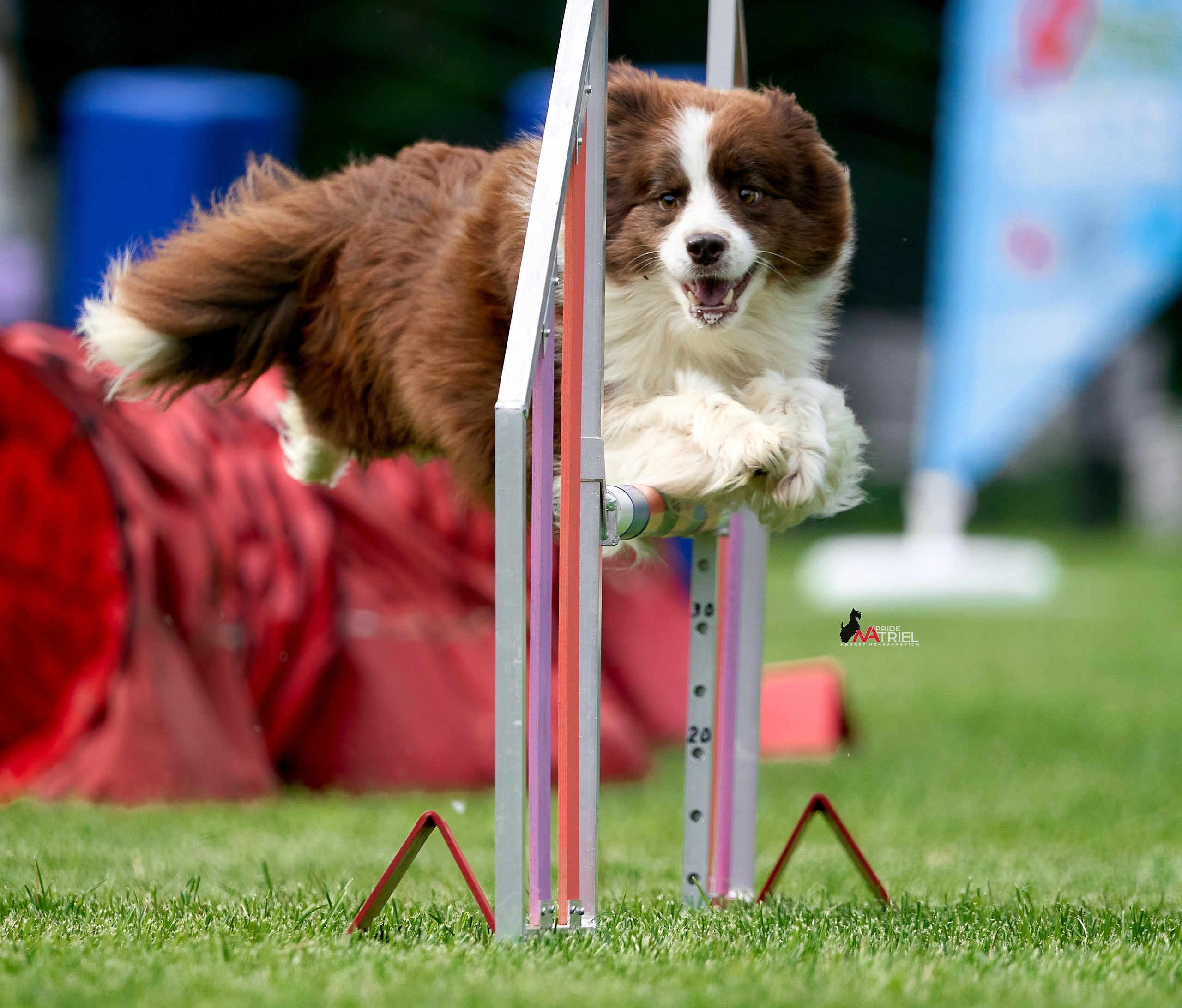 Аджилити — галерея NATRIEL