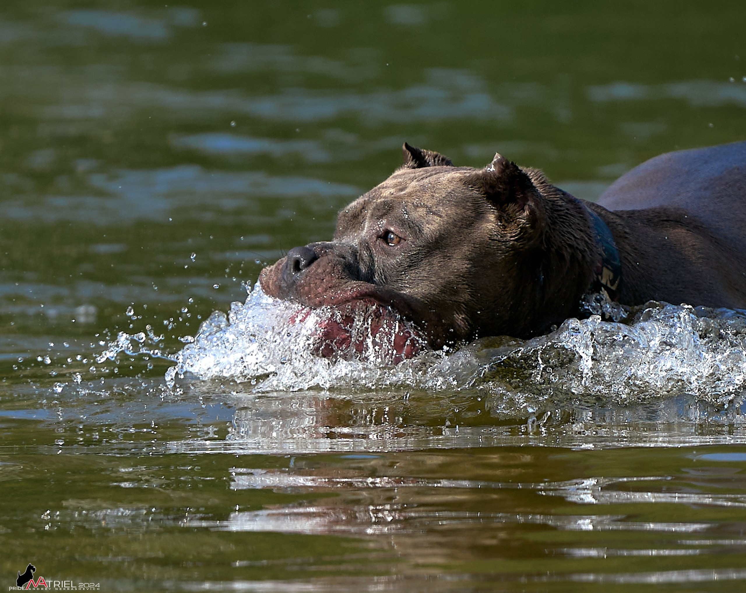 Фотопрогулка с булли