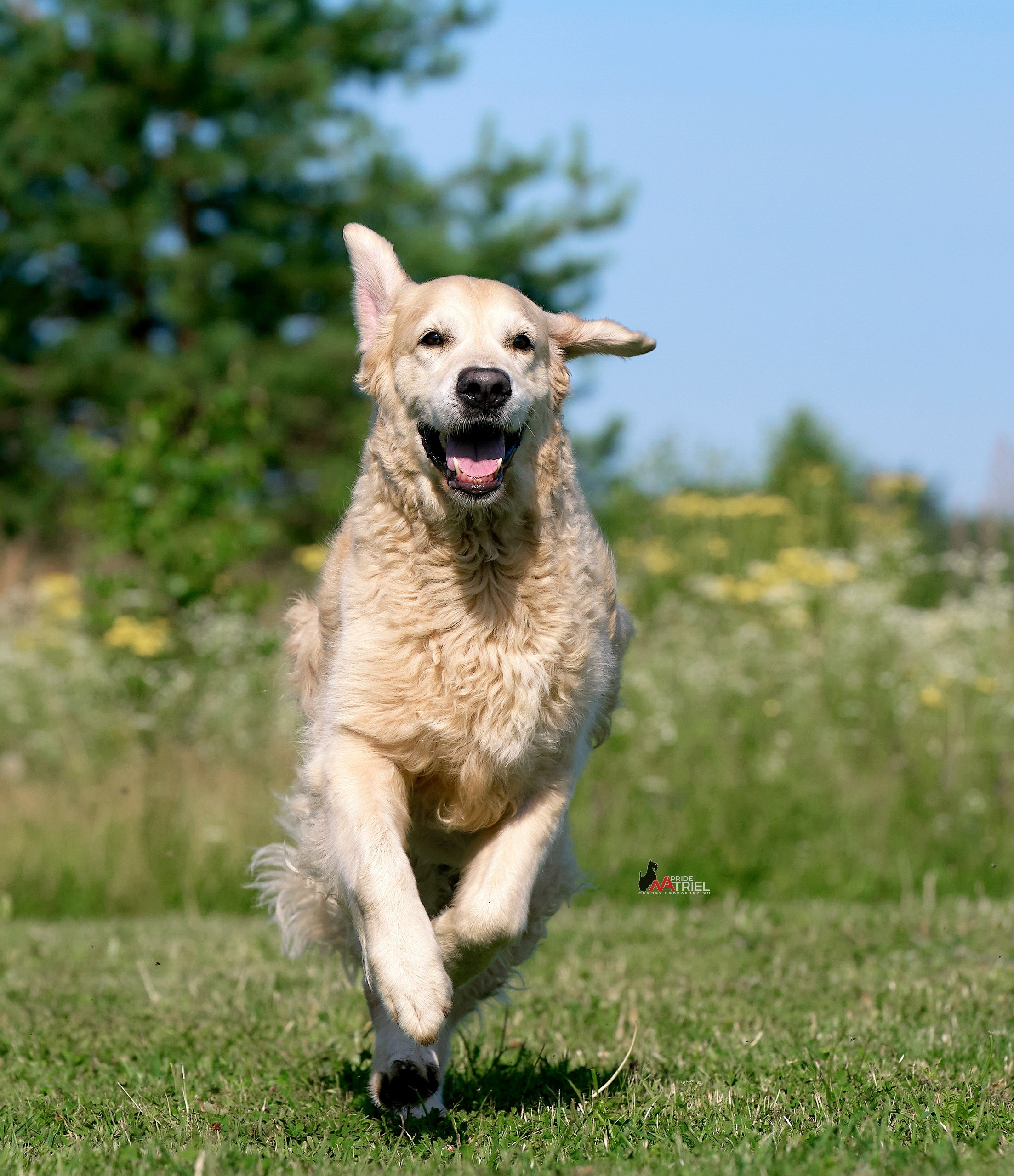Прогулка в движении — галерея NATRIEL