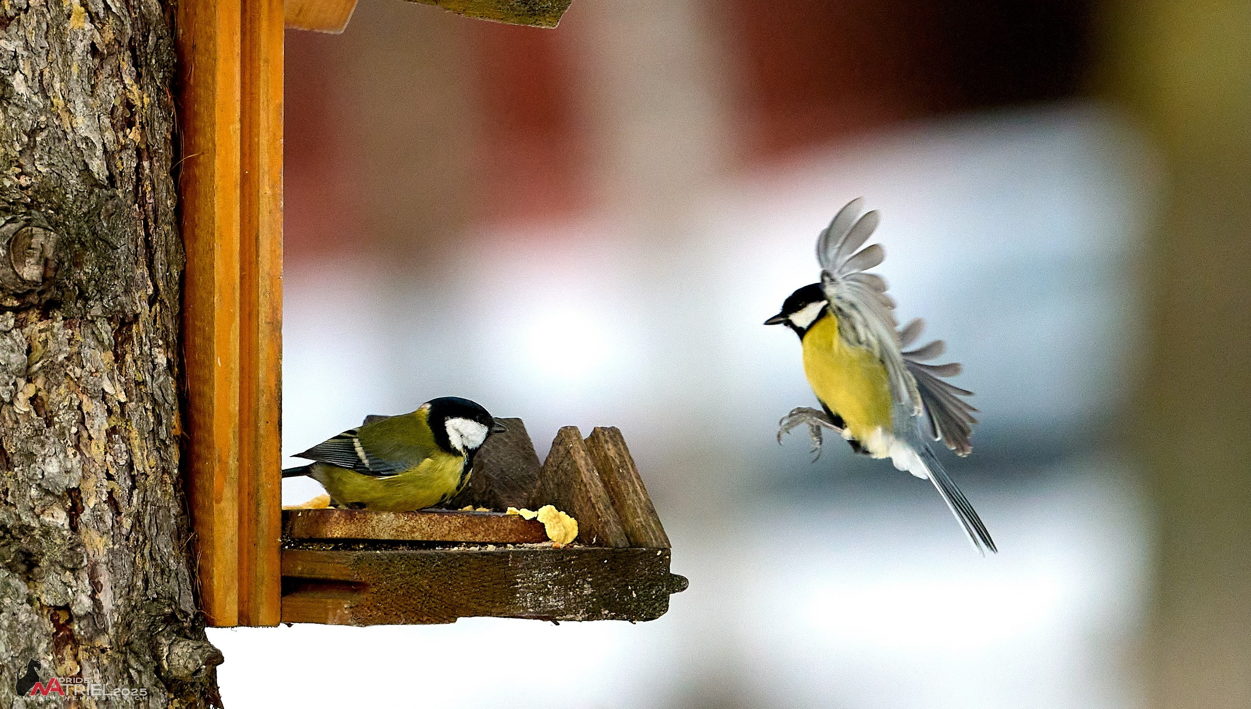 Фотопрогулка с птицами