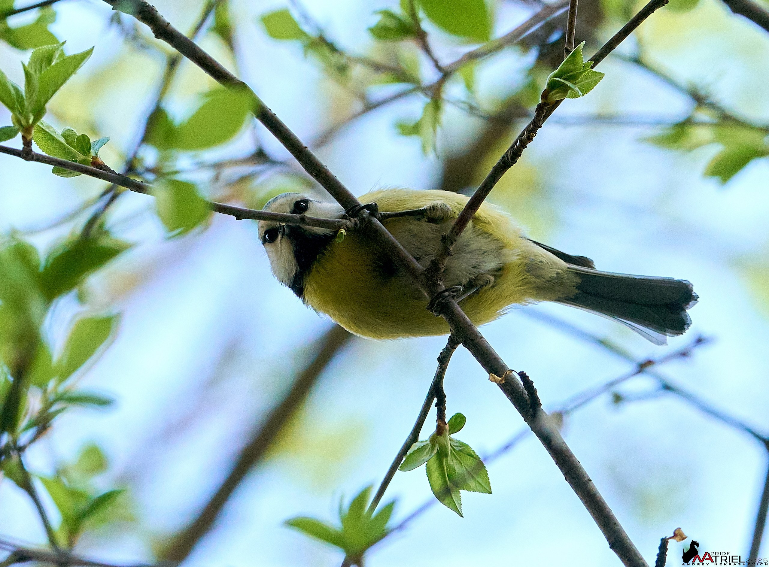 Природа в апреле. Всё в цветении!