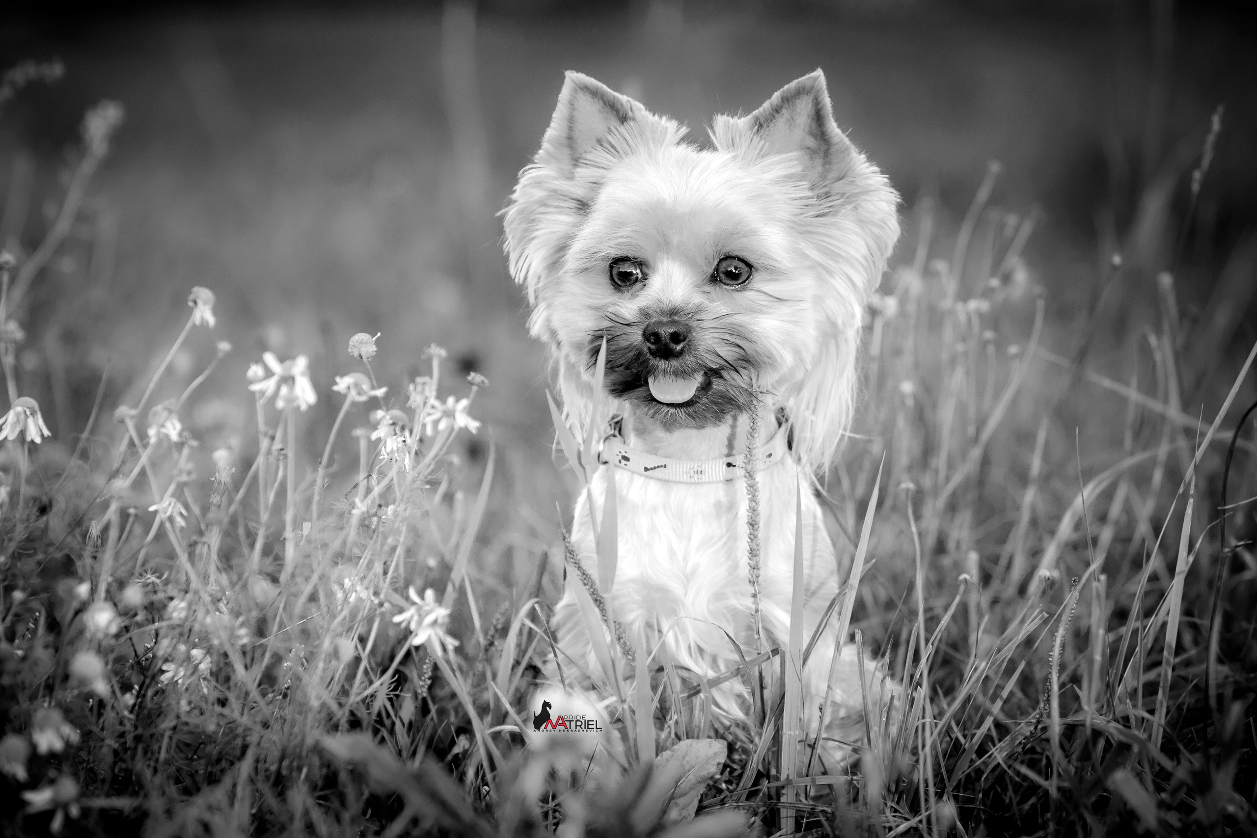 Йоркширский терьер Циля