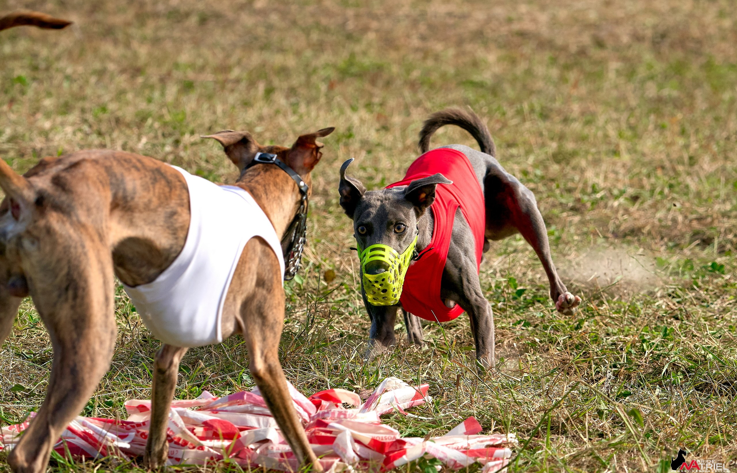 Съемка курсинг — галерея NATRIEL