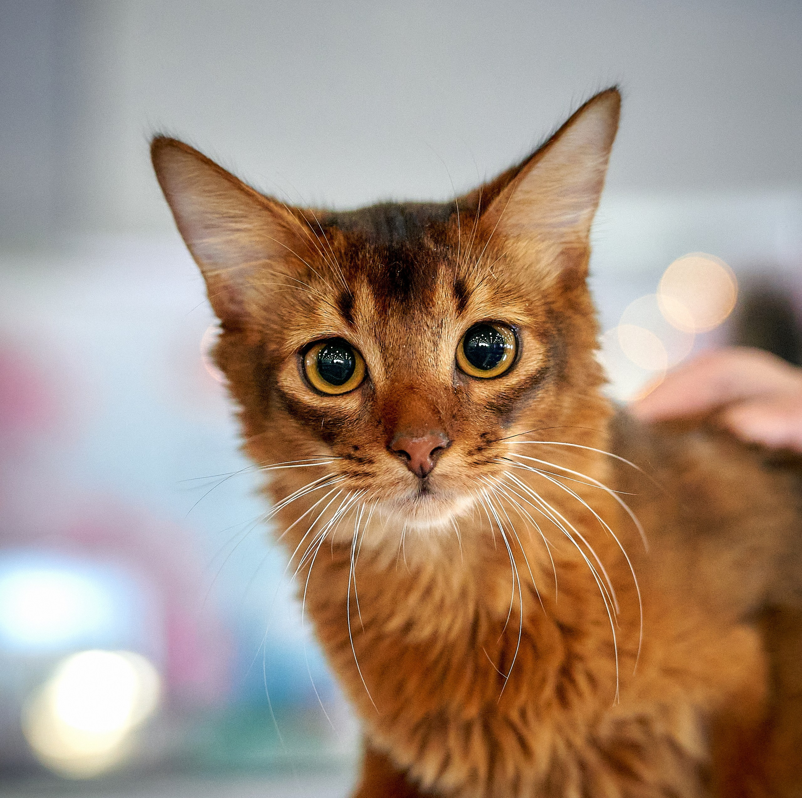 Кошки на выставках — галерея NATRIEL