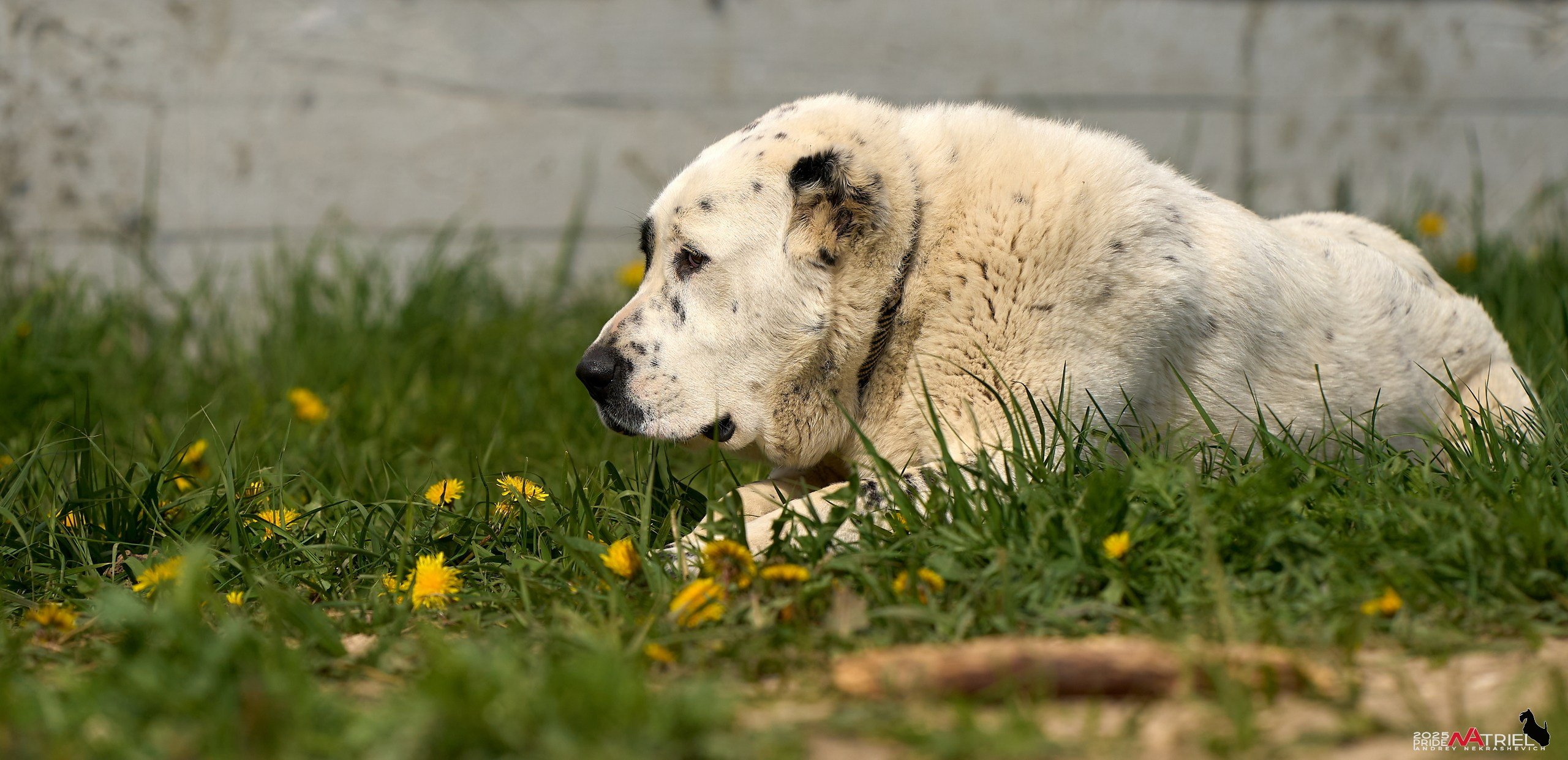 Съемка в питомнике