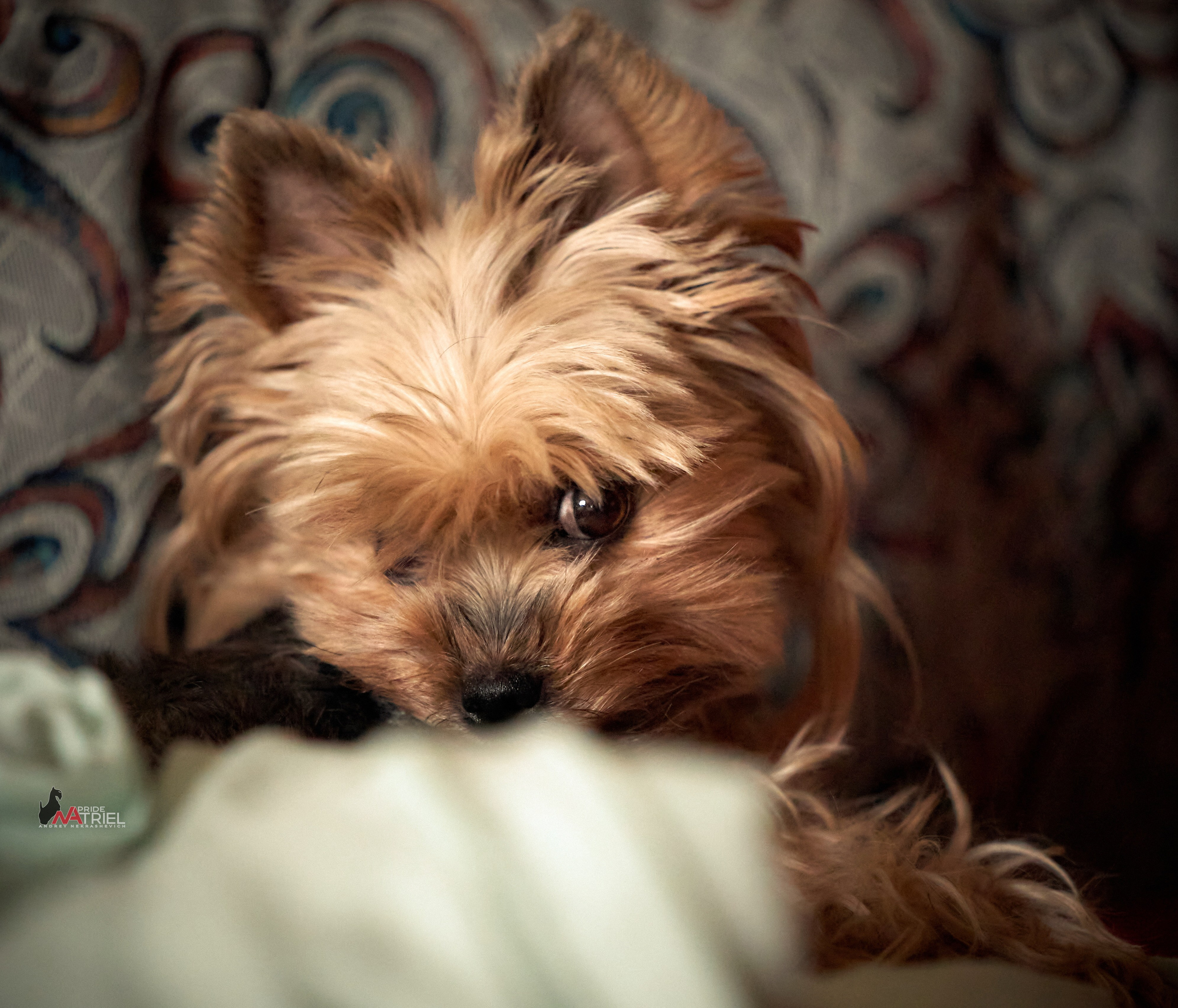 Йоркширский терьер Циля