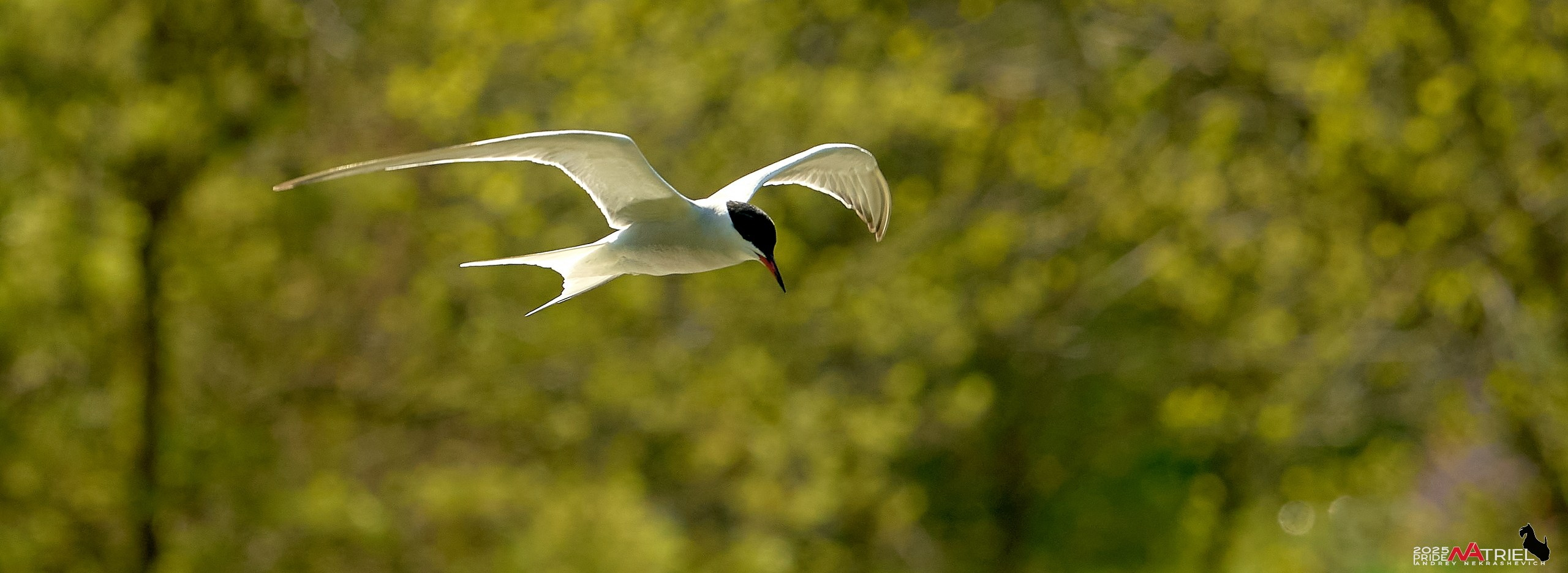Птички и цветочки
