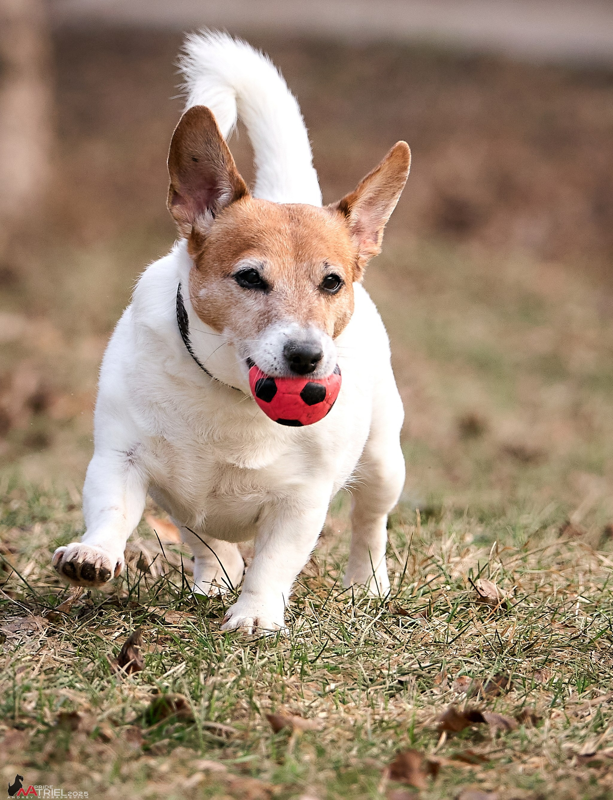 Фотопрогулка "вокруг дома"