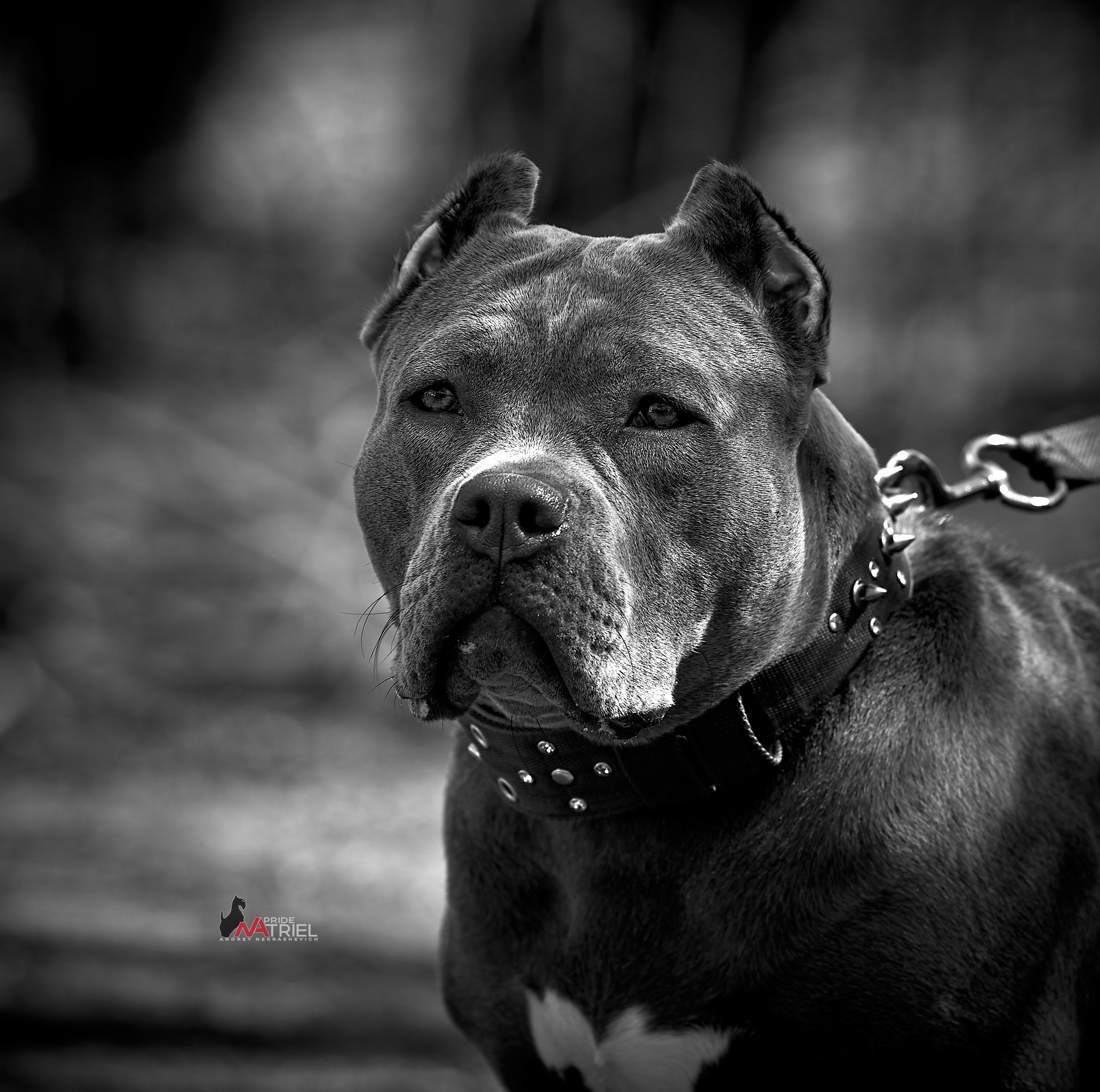 Портреты собак — галерея NATRIEL