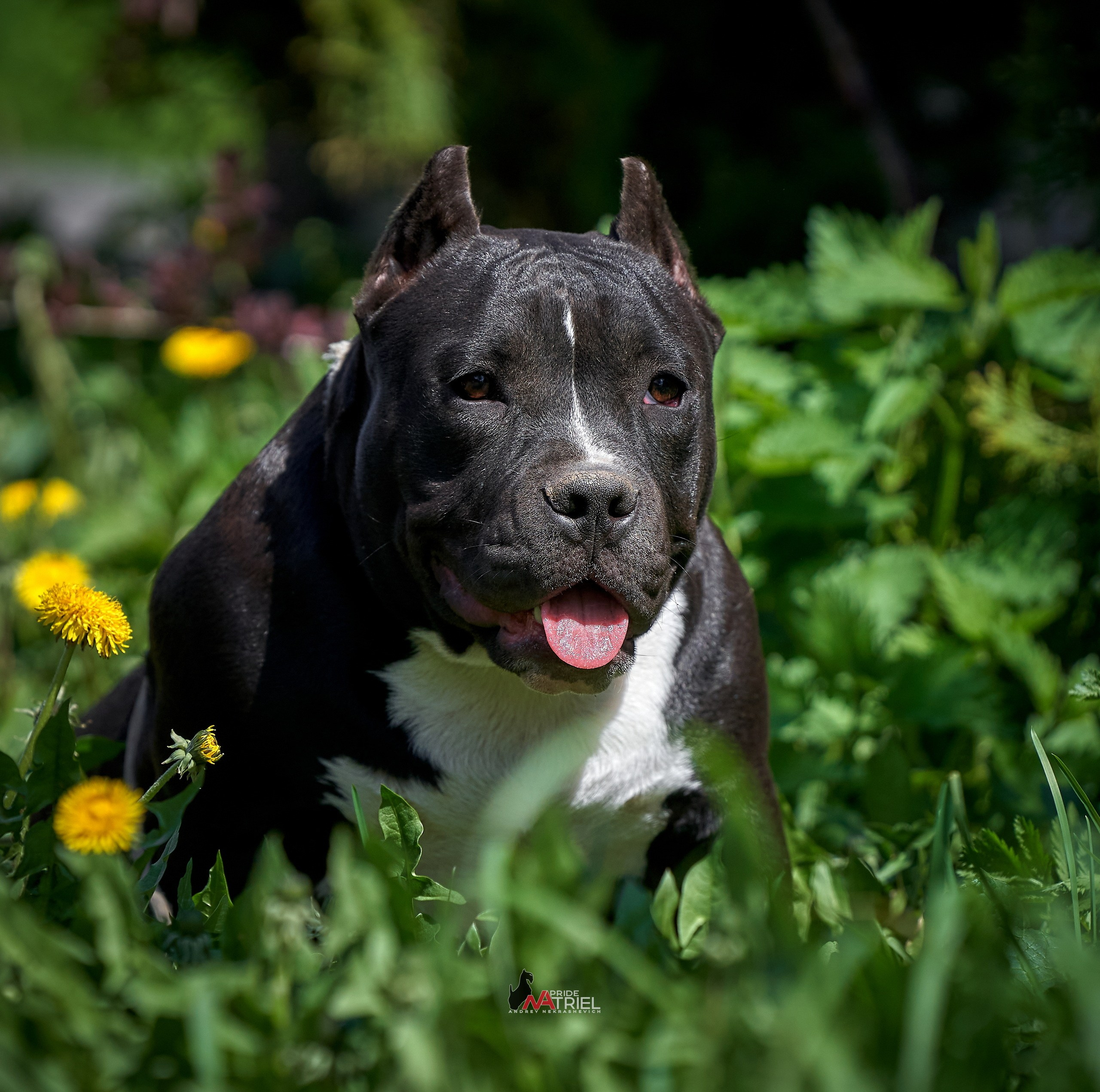 Портреты собак — галерея NATRIEL