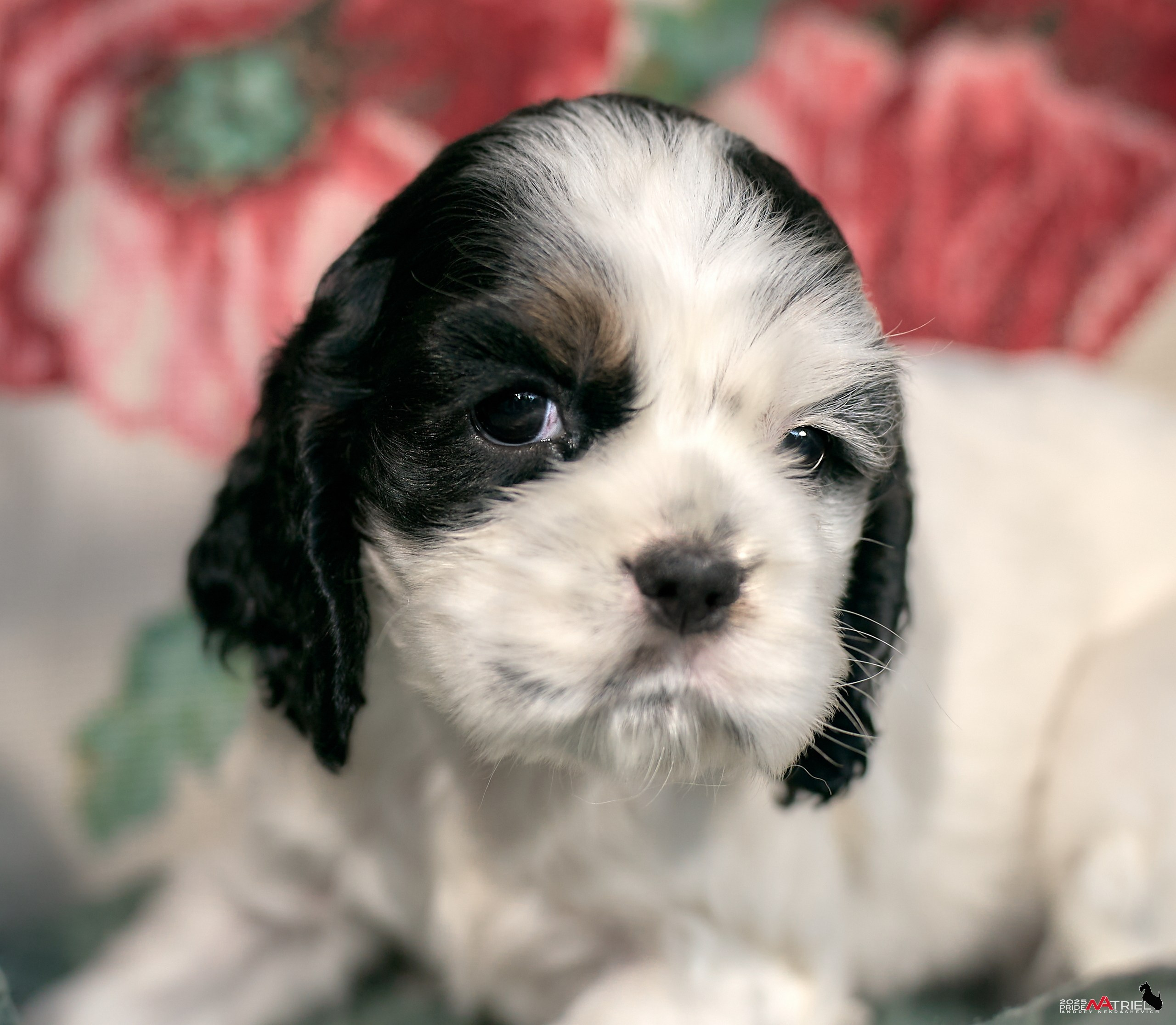 Щенки АмКокеров