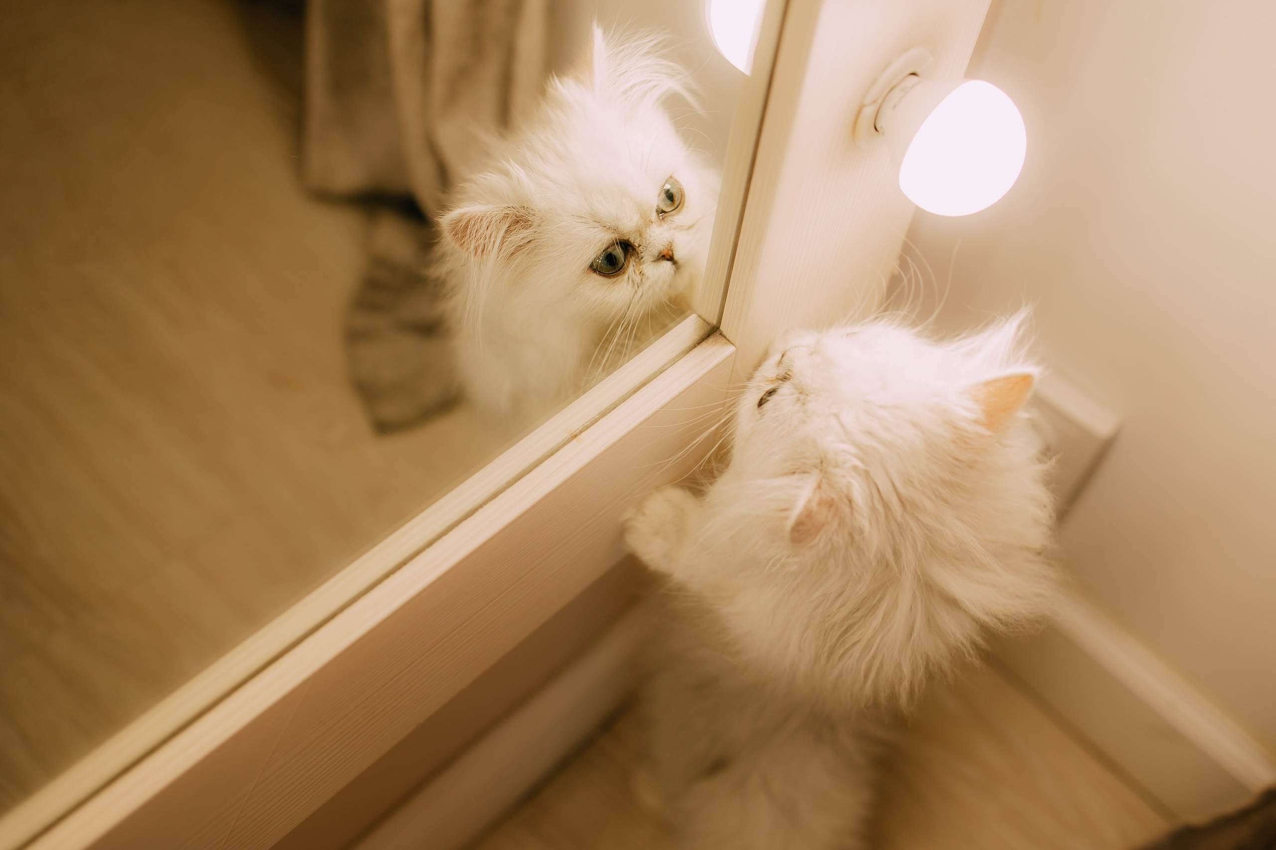 Султан, Мэй Мэй и Шанталь и их семья