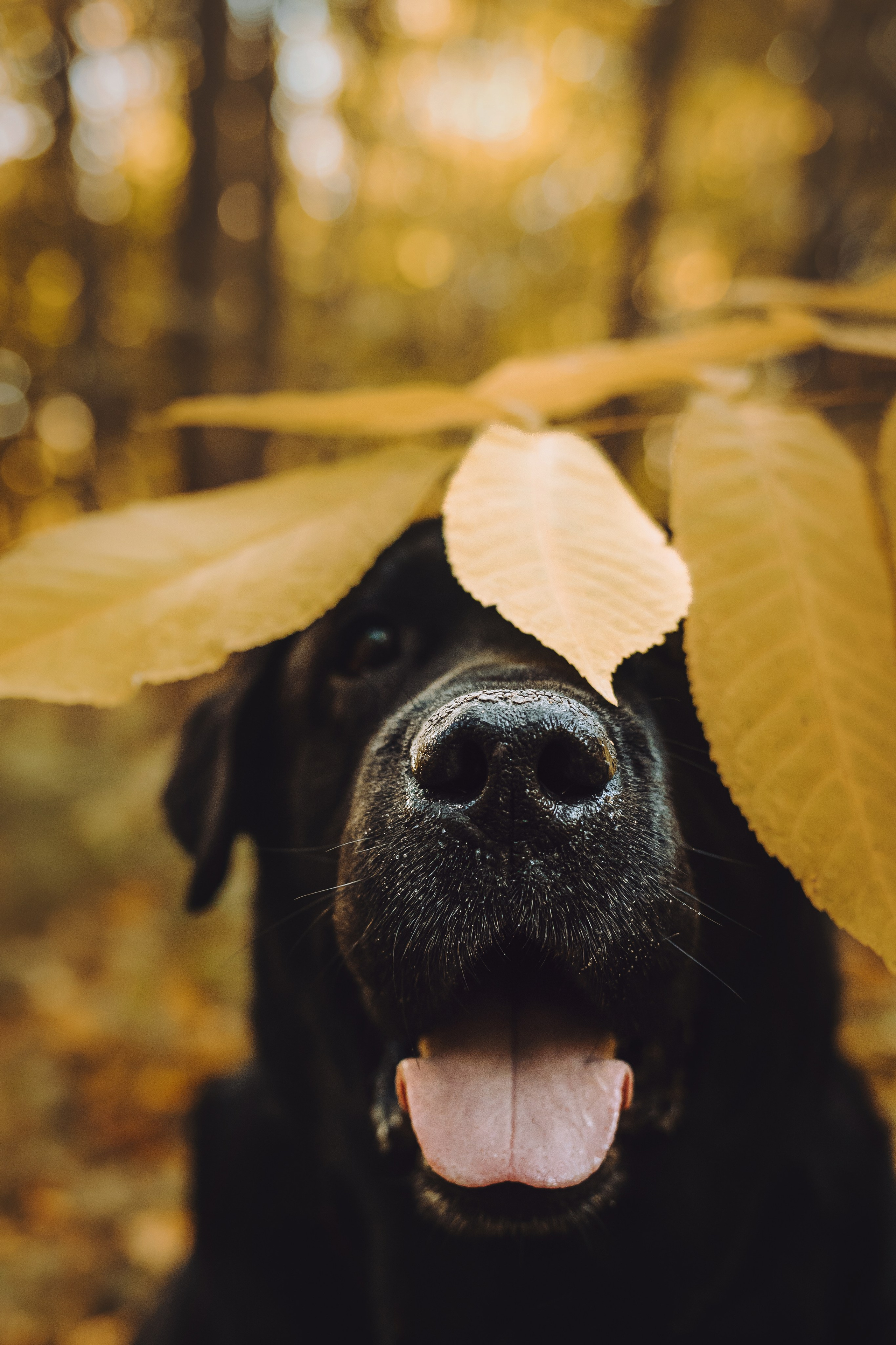 Лабрадор Честер и его семья