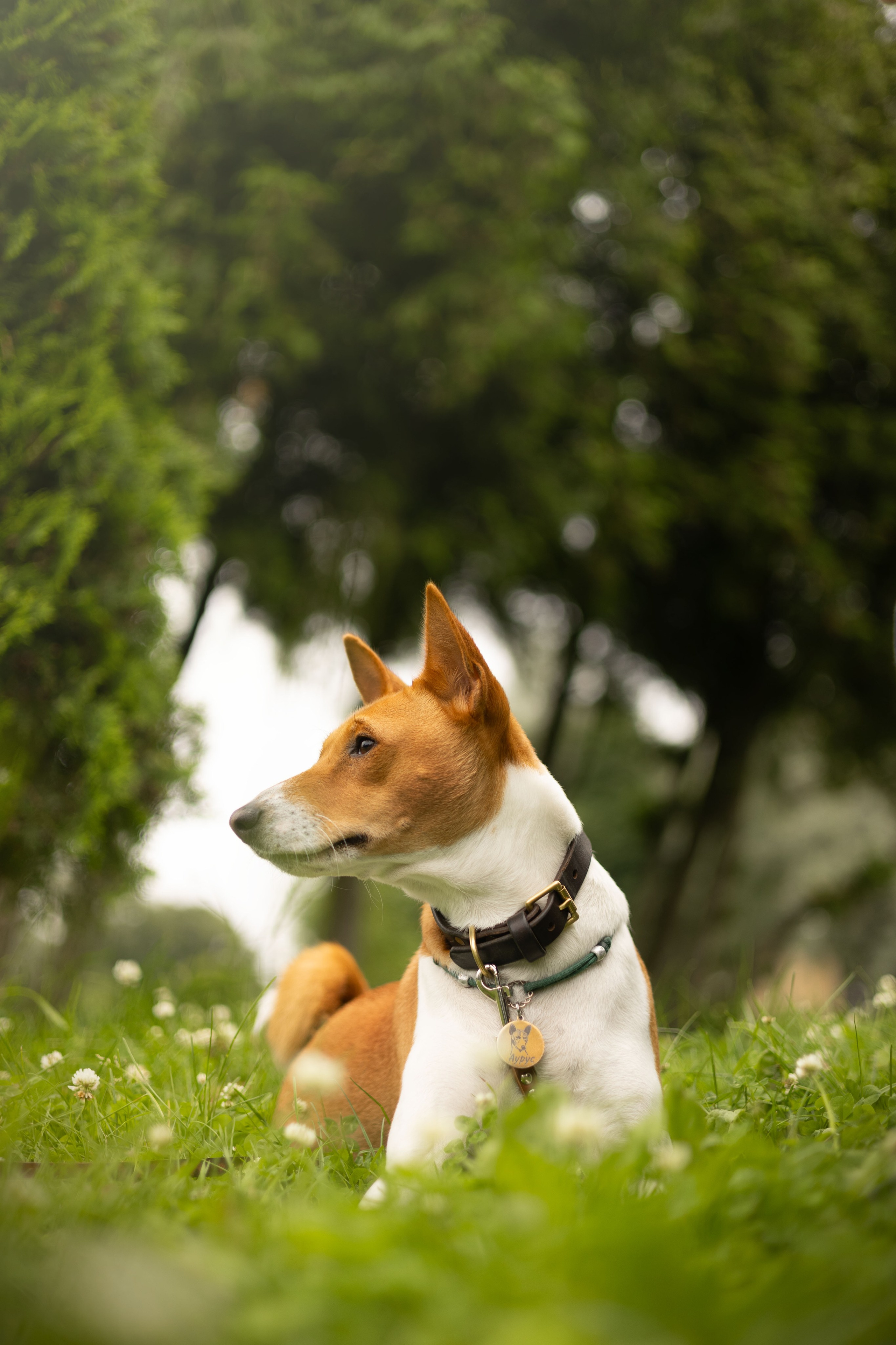 Ольга, Тимофей и Аурис. Фотограф животных Евгения Верцинская