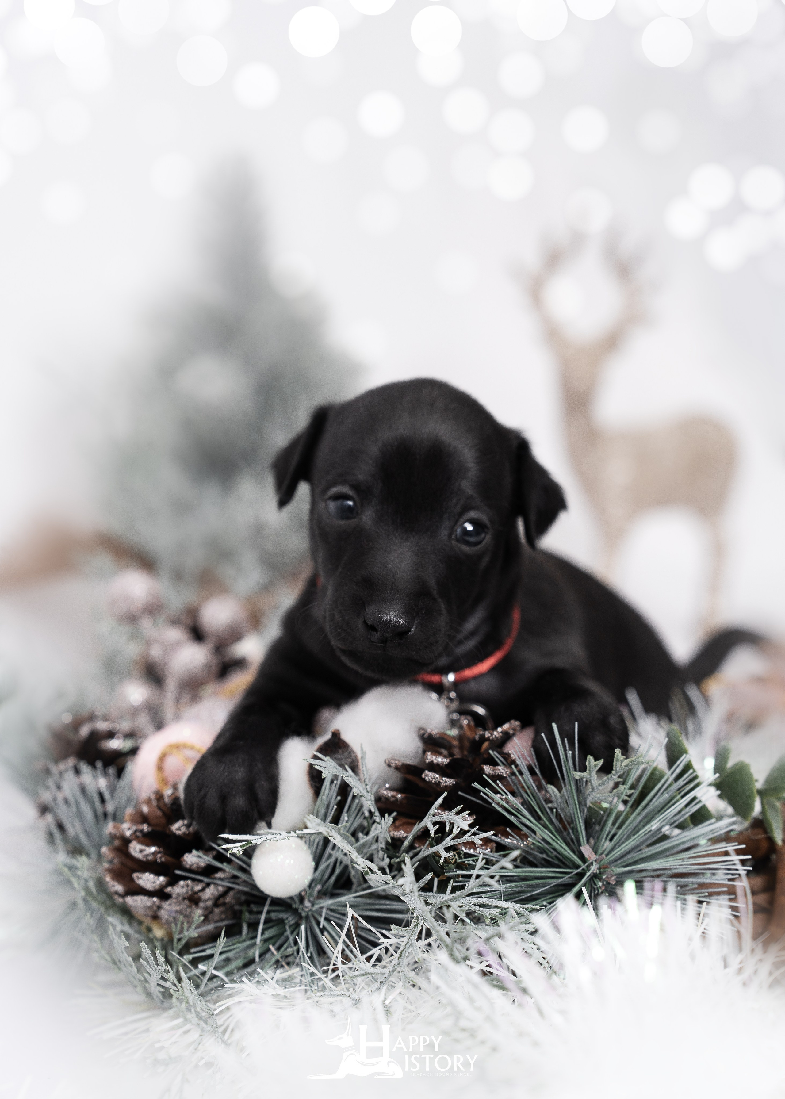 левретка щенок фотограф анималист краснодар 