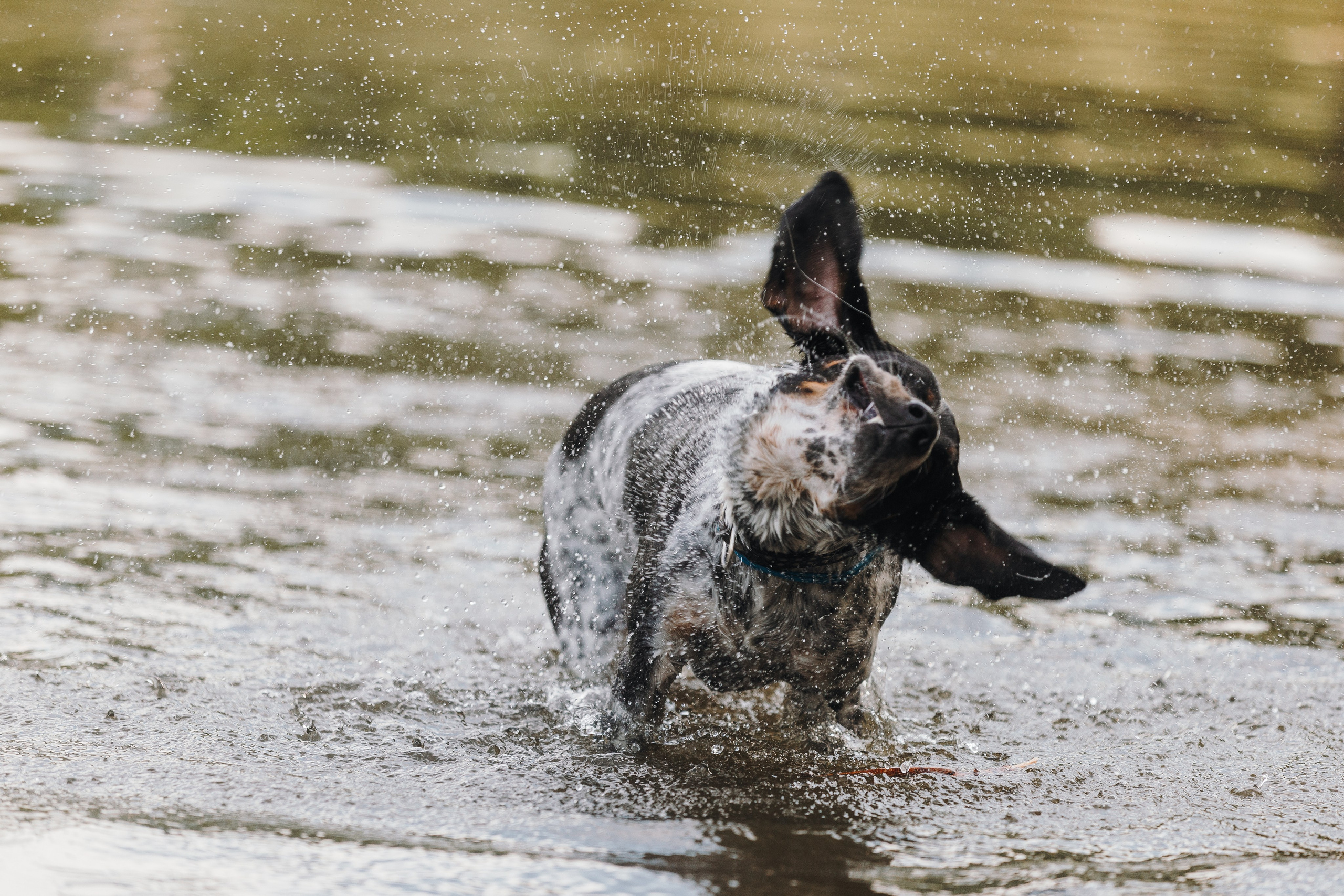 Petshop Sup day. Фотограф анималист Кристина Карпова, Москва