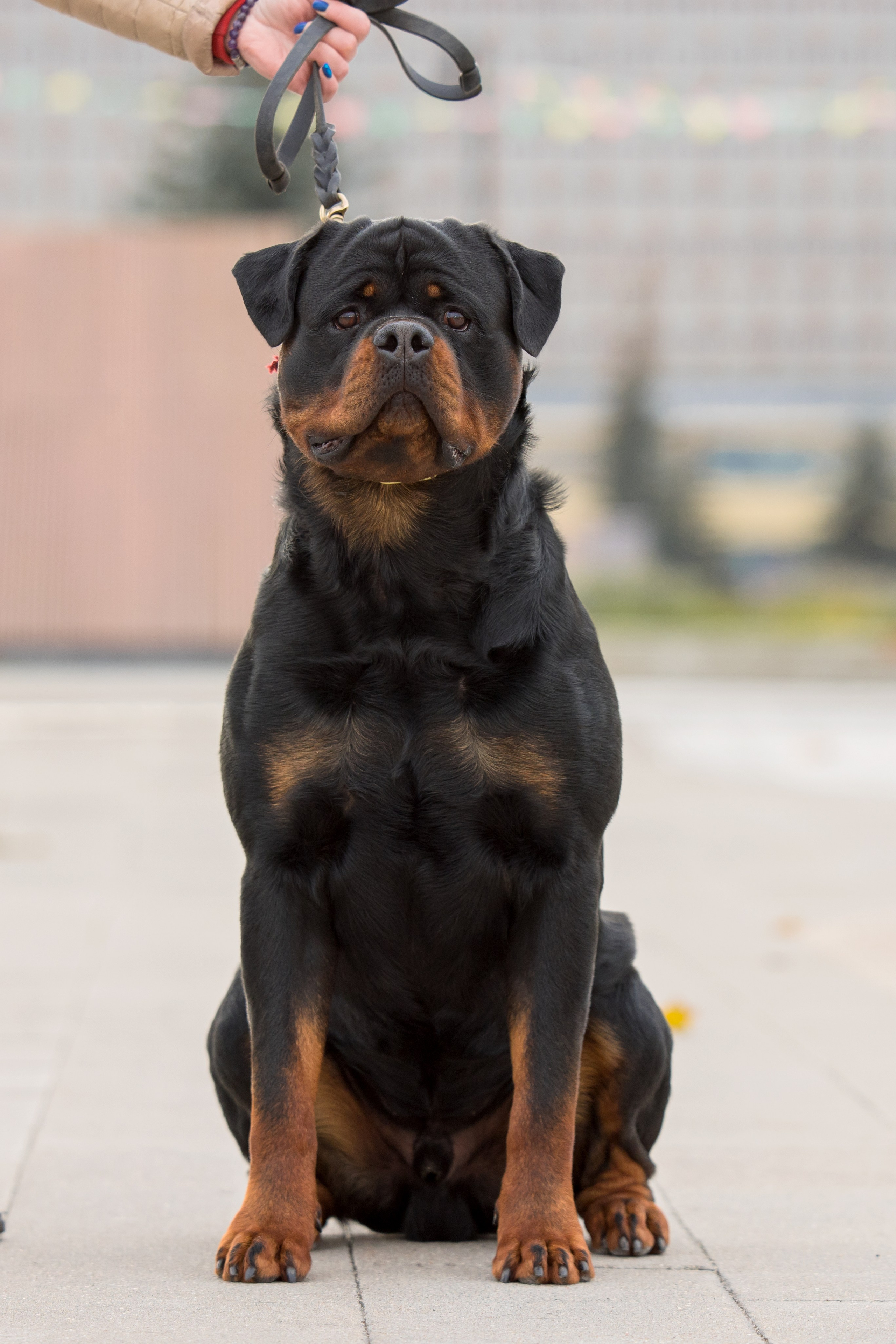 Нижний Новгород 21-22.10.2023. Фотограф-анималист Юлия Германика